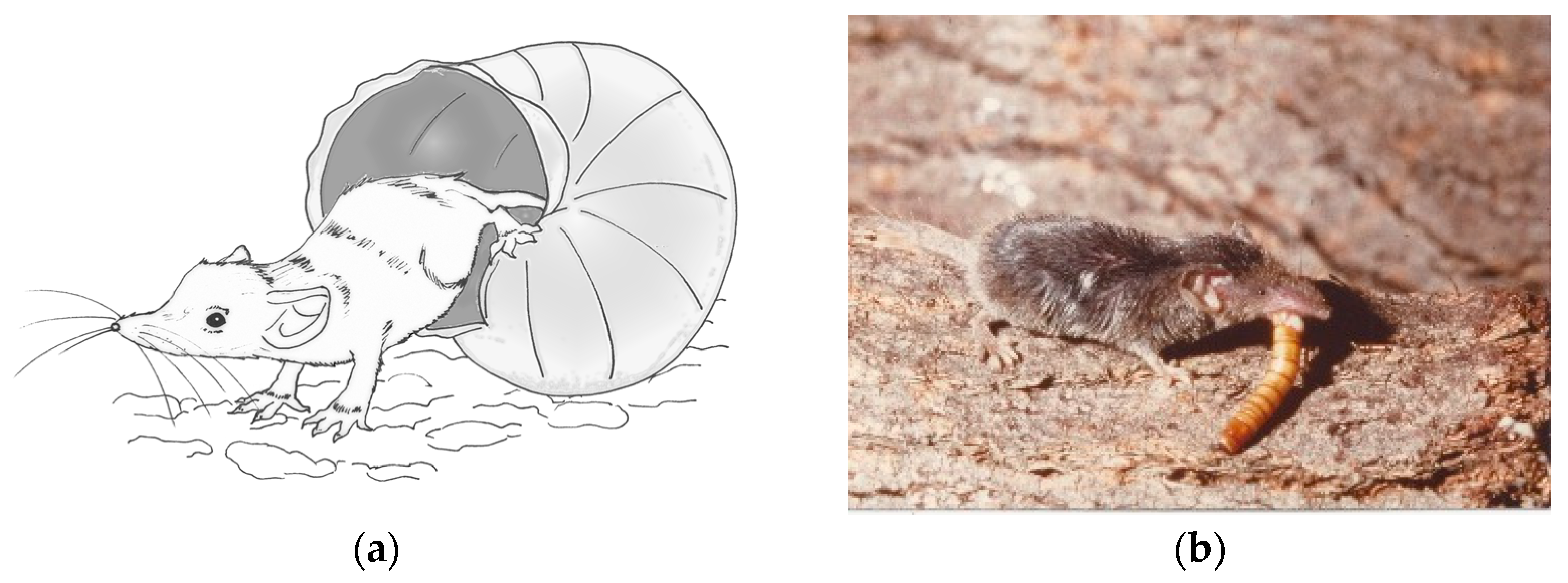 Animals Free Full Text First Data On The Helminth Community Of The Smallest Living Mammal On Earth The Etruscan Pygmy Shrew Suncus Etruscus Savi 1822 Eulipotyphla Soricidae Html