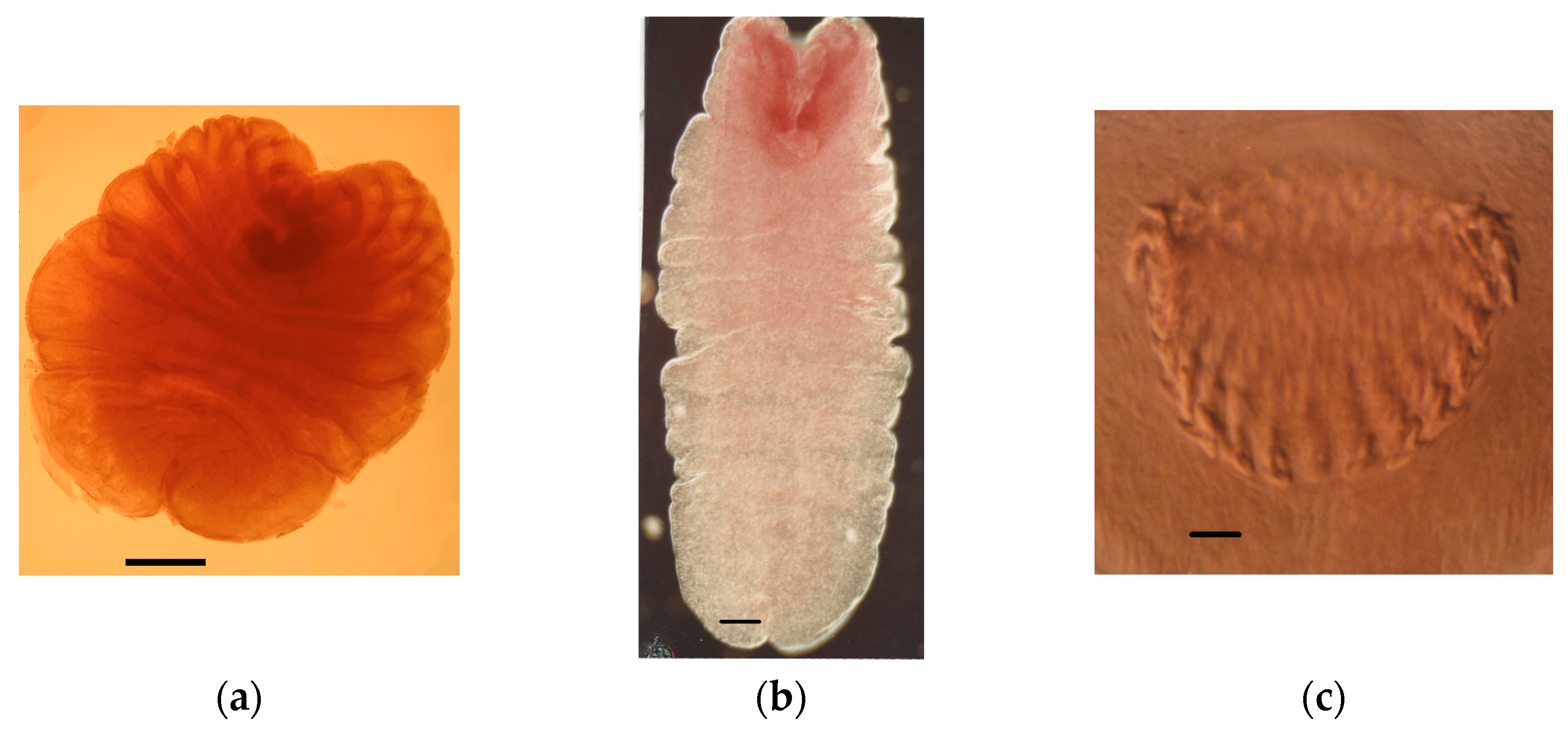 Animals 11 02074 g003