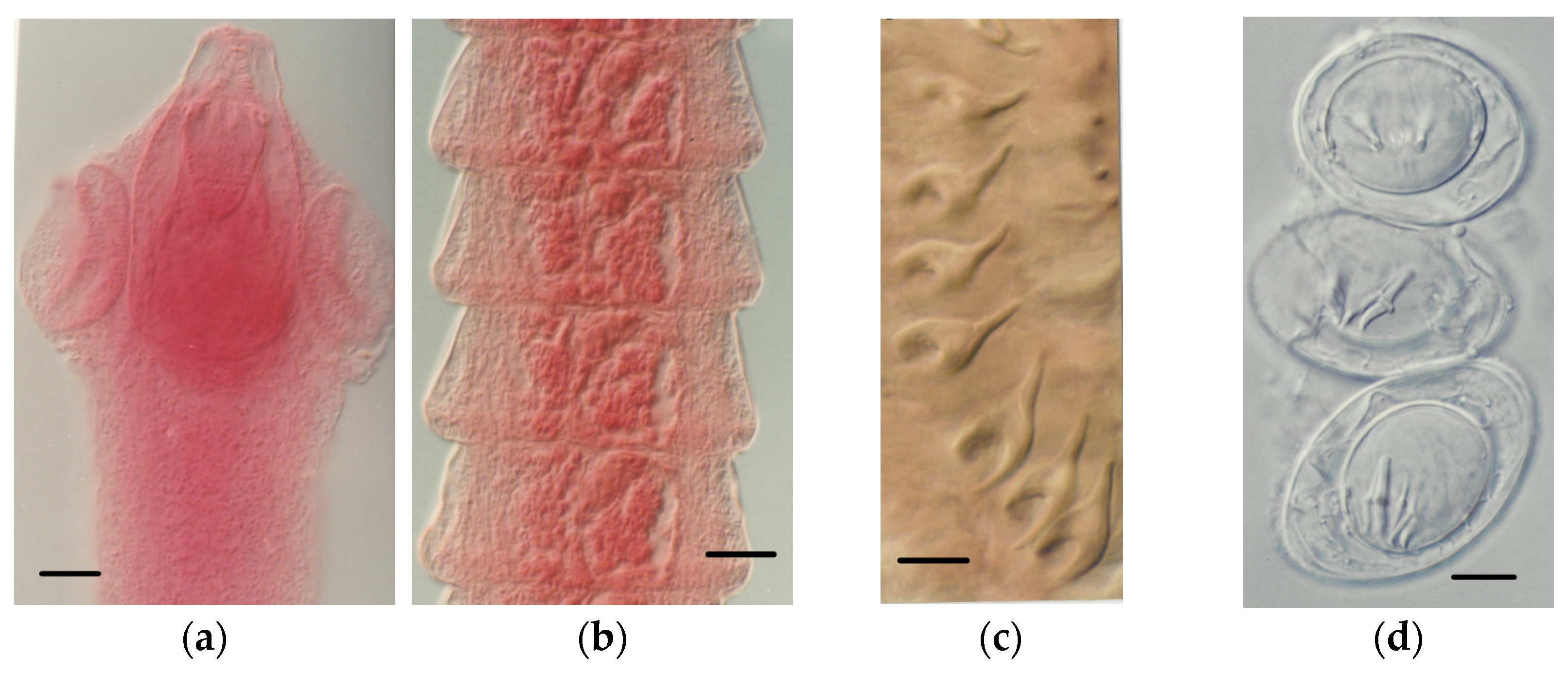 Animals 11 02074 g004