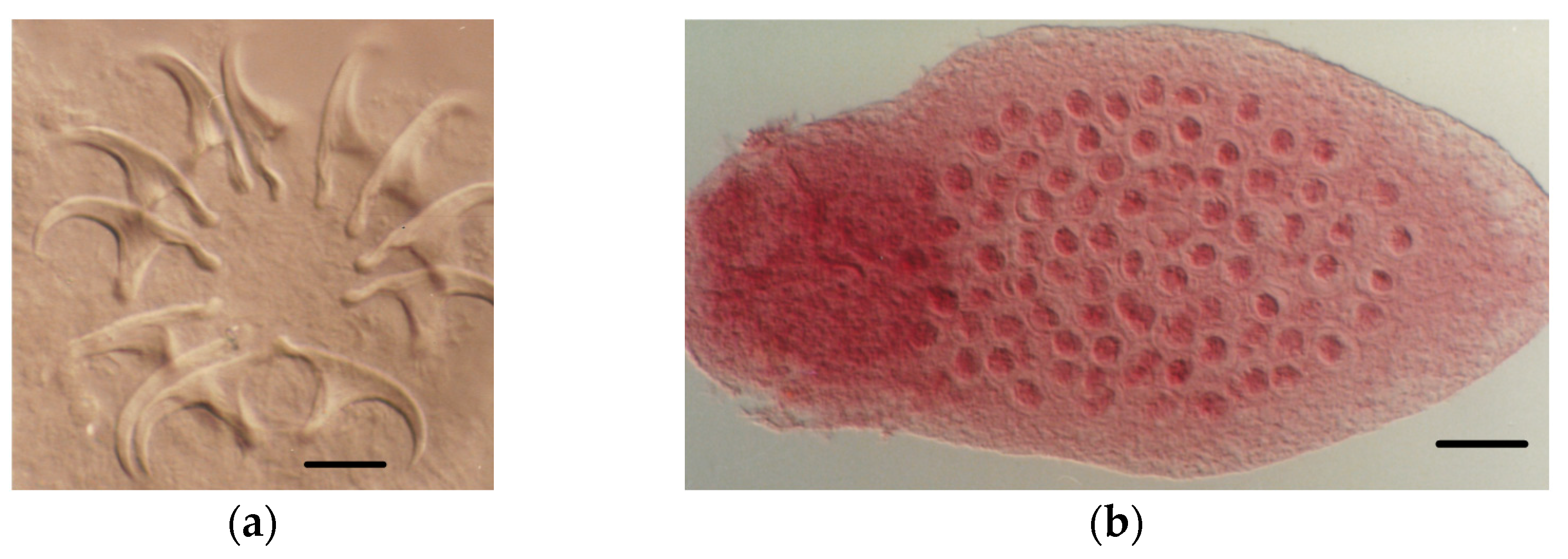 Animals 11 02074 g006