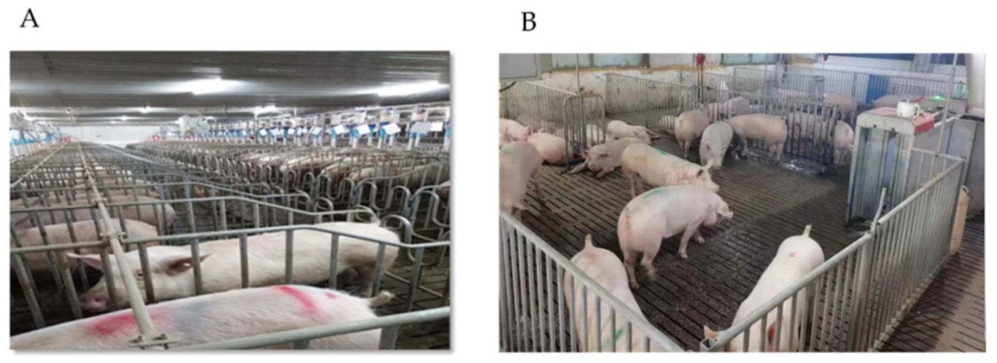 Animals 11 02076 g001