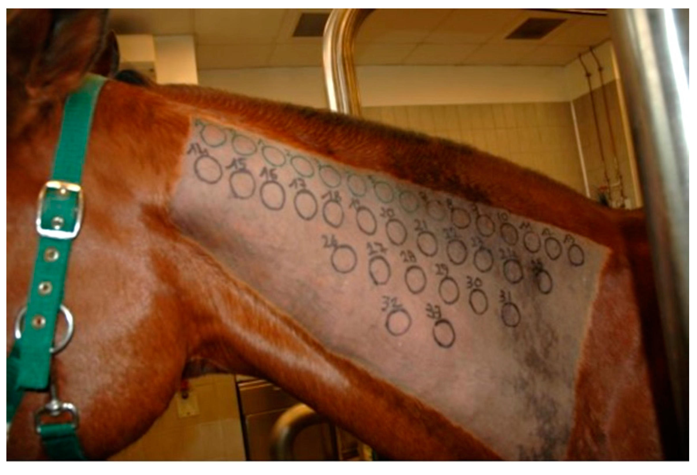 Animals Free FullText Intradermal Testing Results in Horses