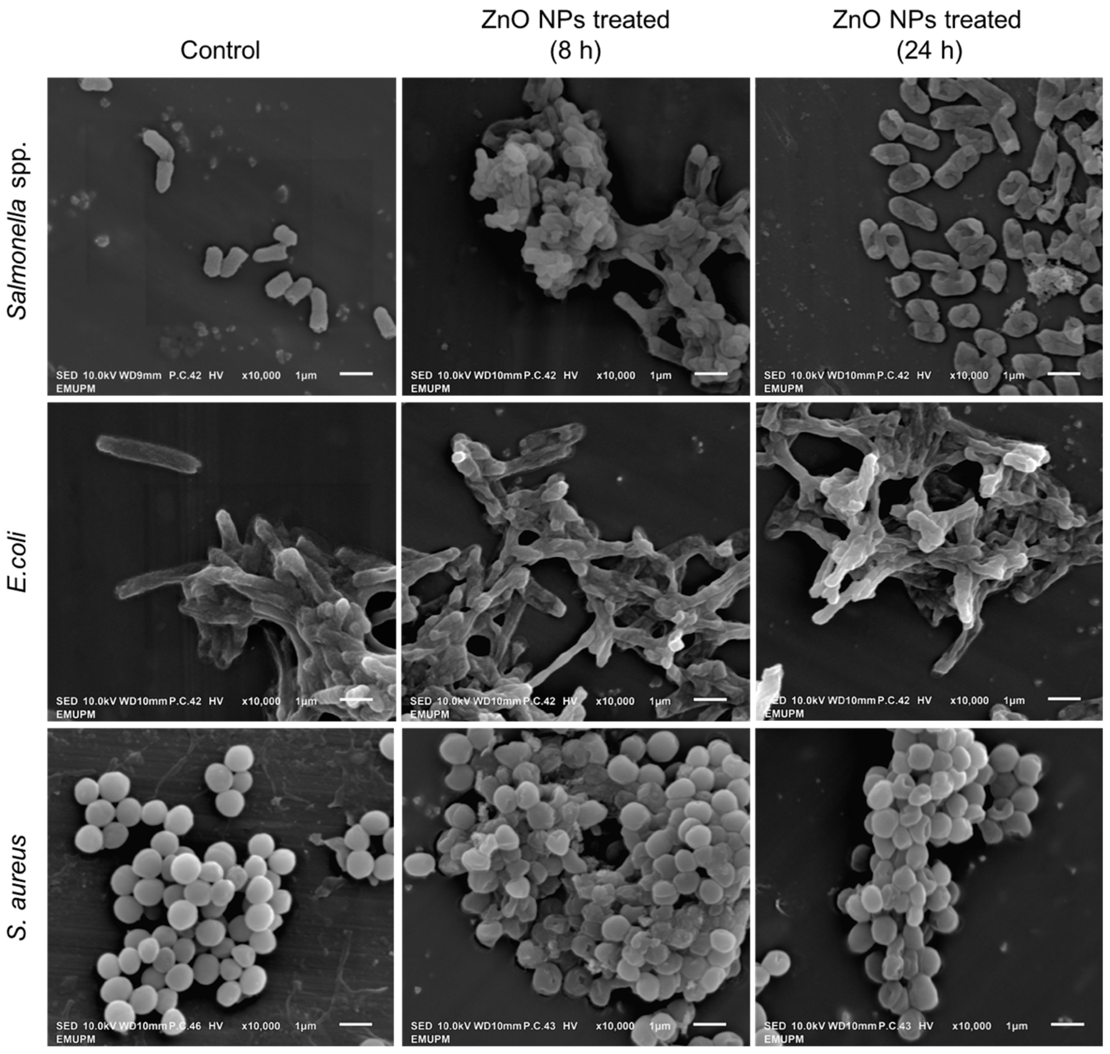 Animals 11 02093 g008