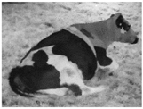 Animals 11 02095 i001