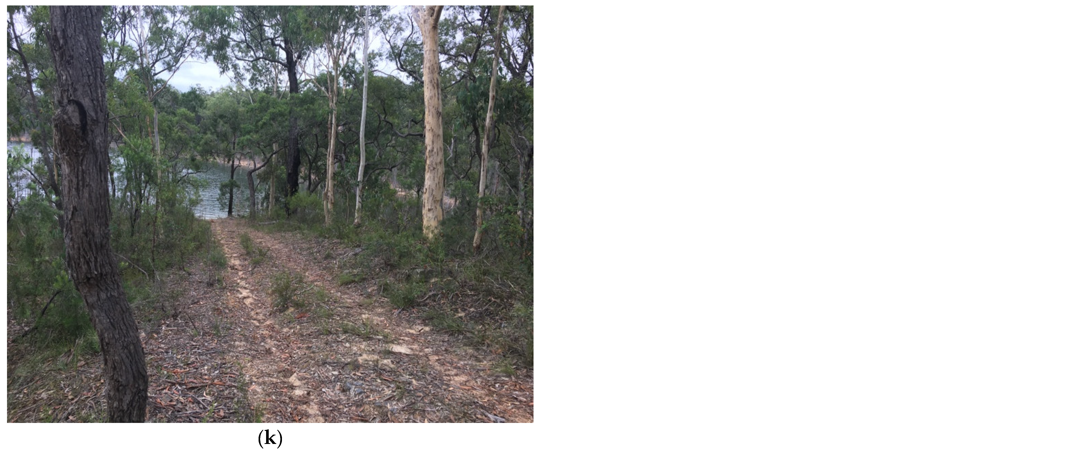 Animals 11 02101 g003c