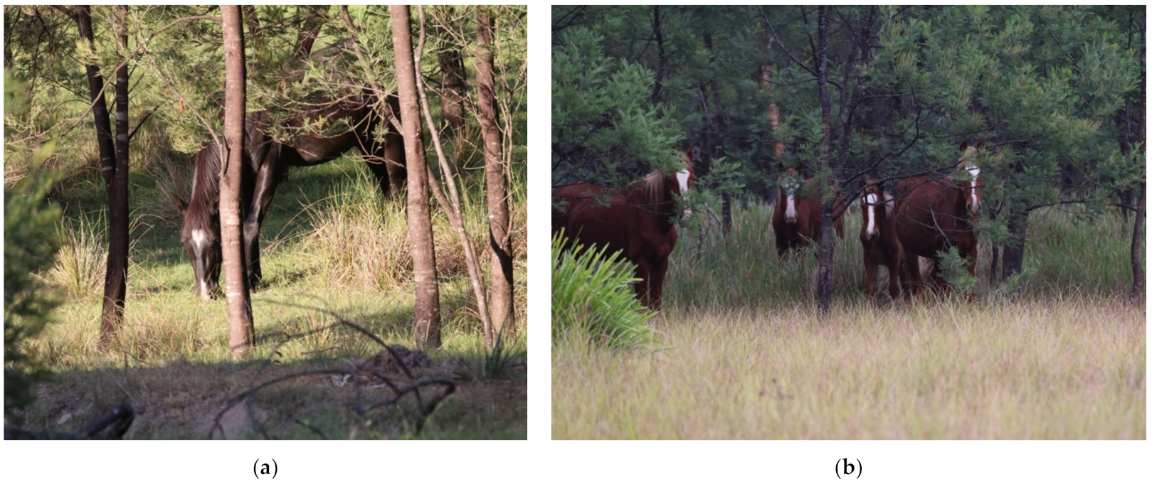 Animals 11 02101 g006a