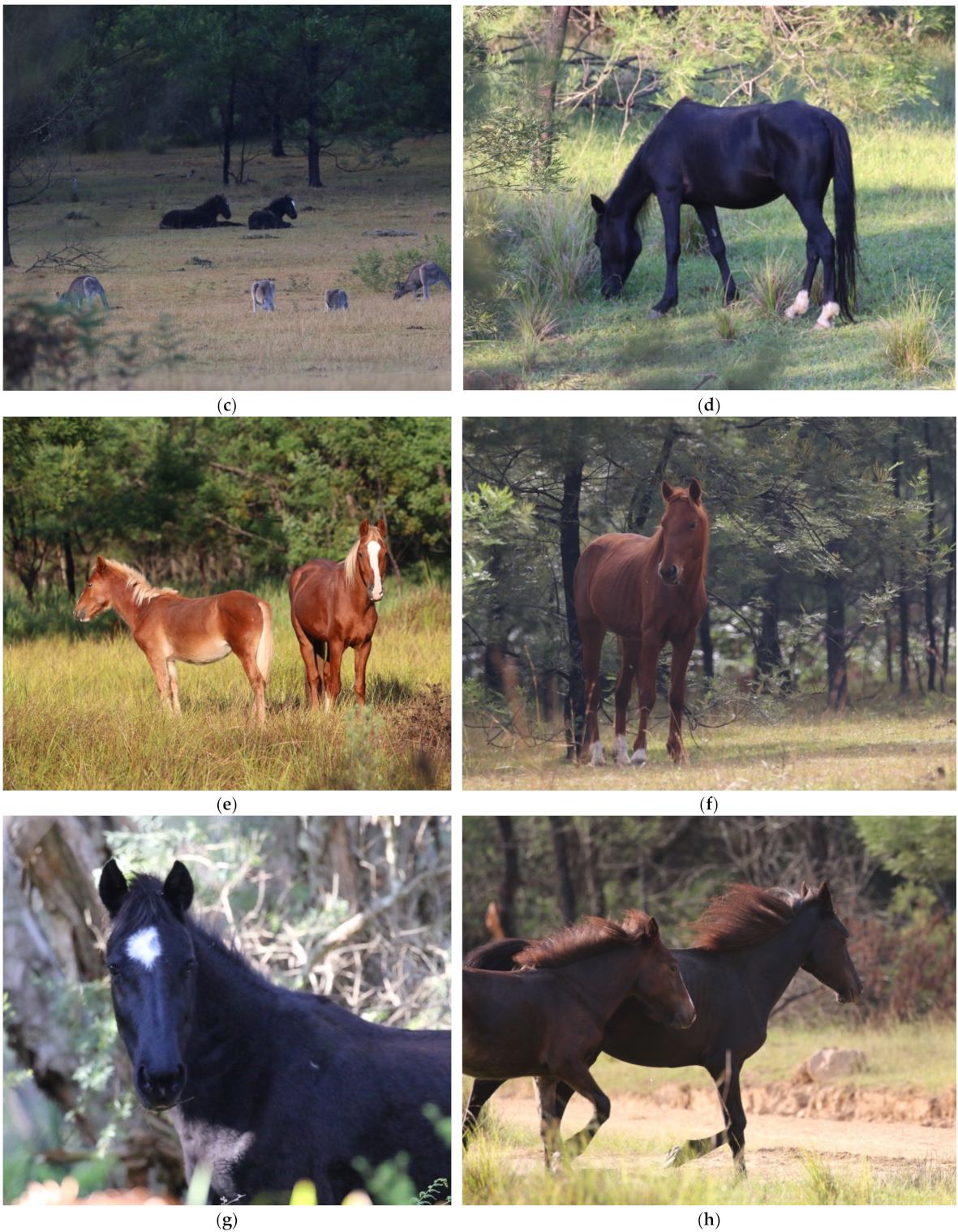 Animals 11 02101 g006b