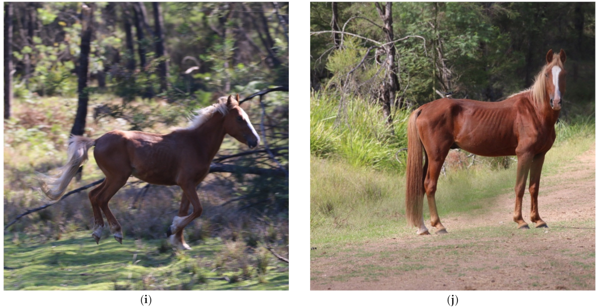 Animals 11 02101 g006c