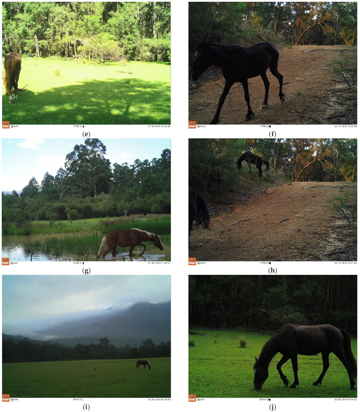 Animals 11 02101 g009b