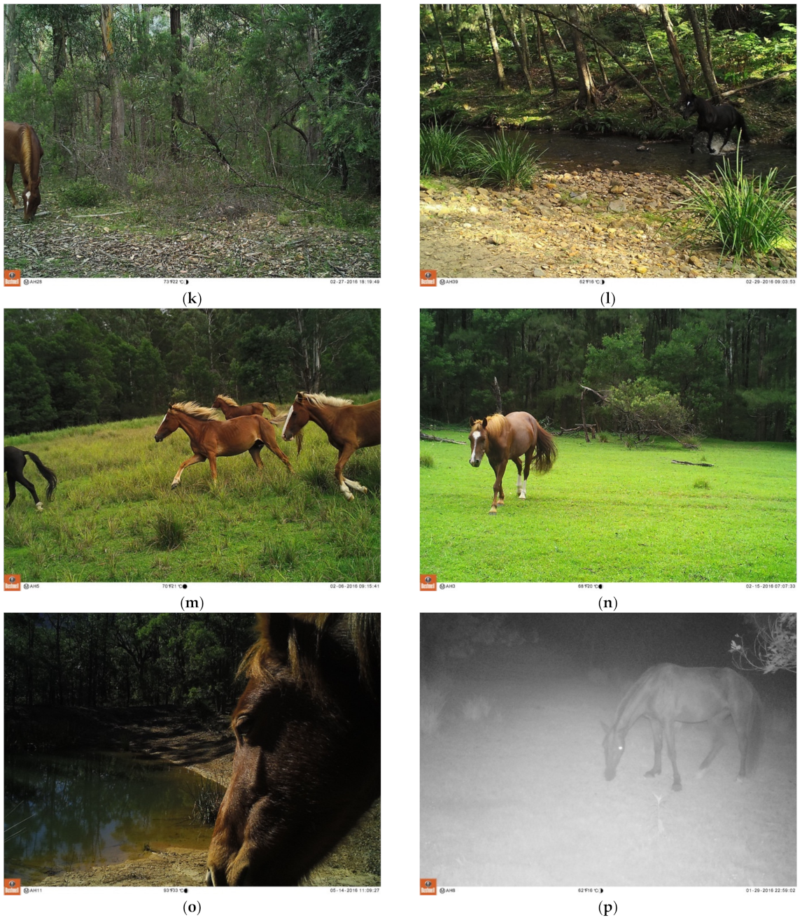 Animals 11 02101 g009c