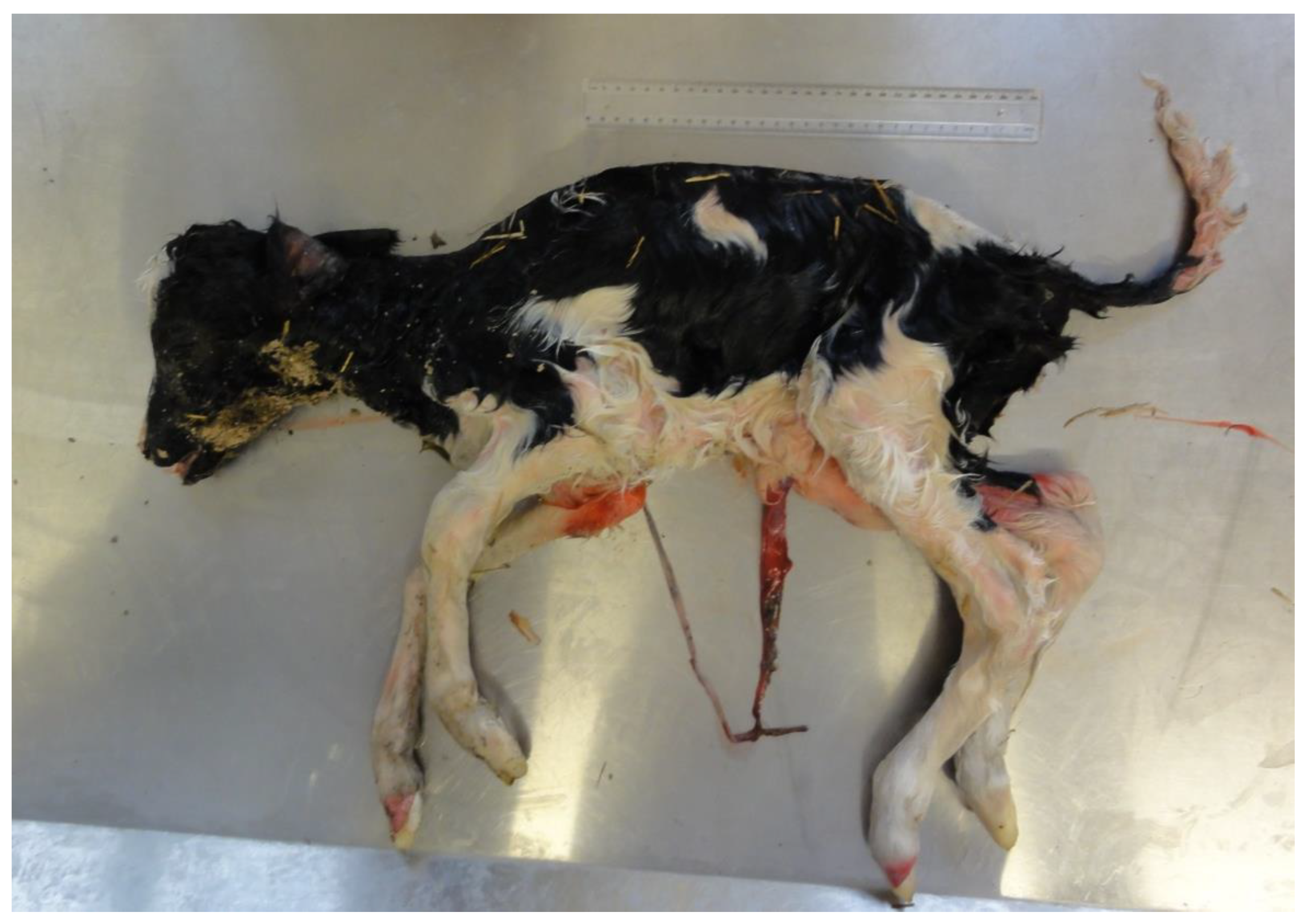 Animals 11 02102 g001 Animals 11 02102 g001