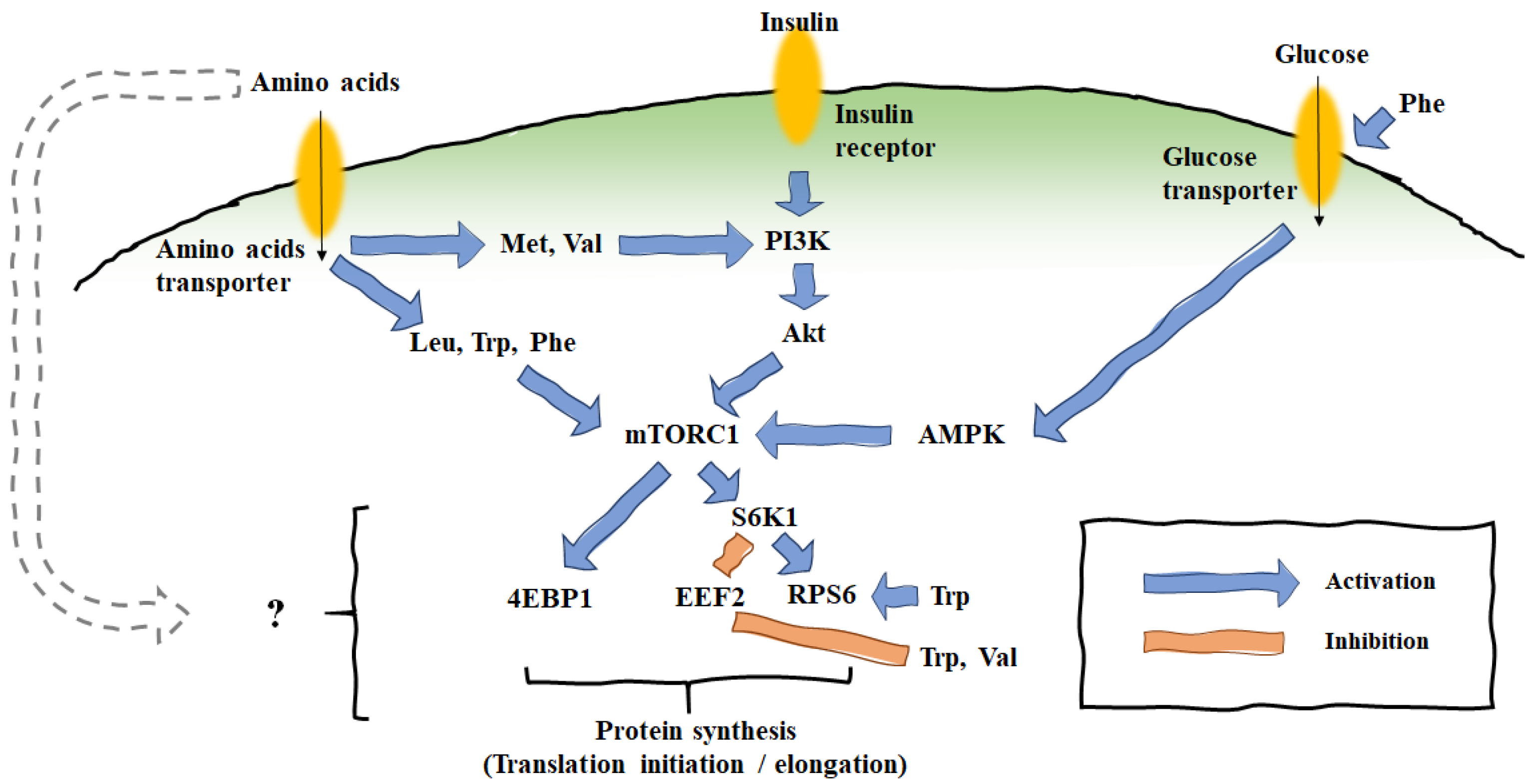 Animals 11 02118 g002