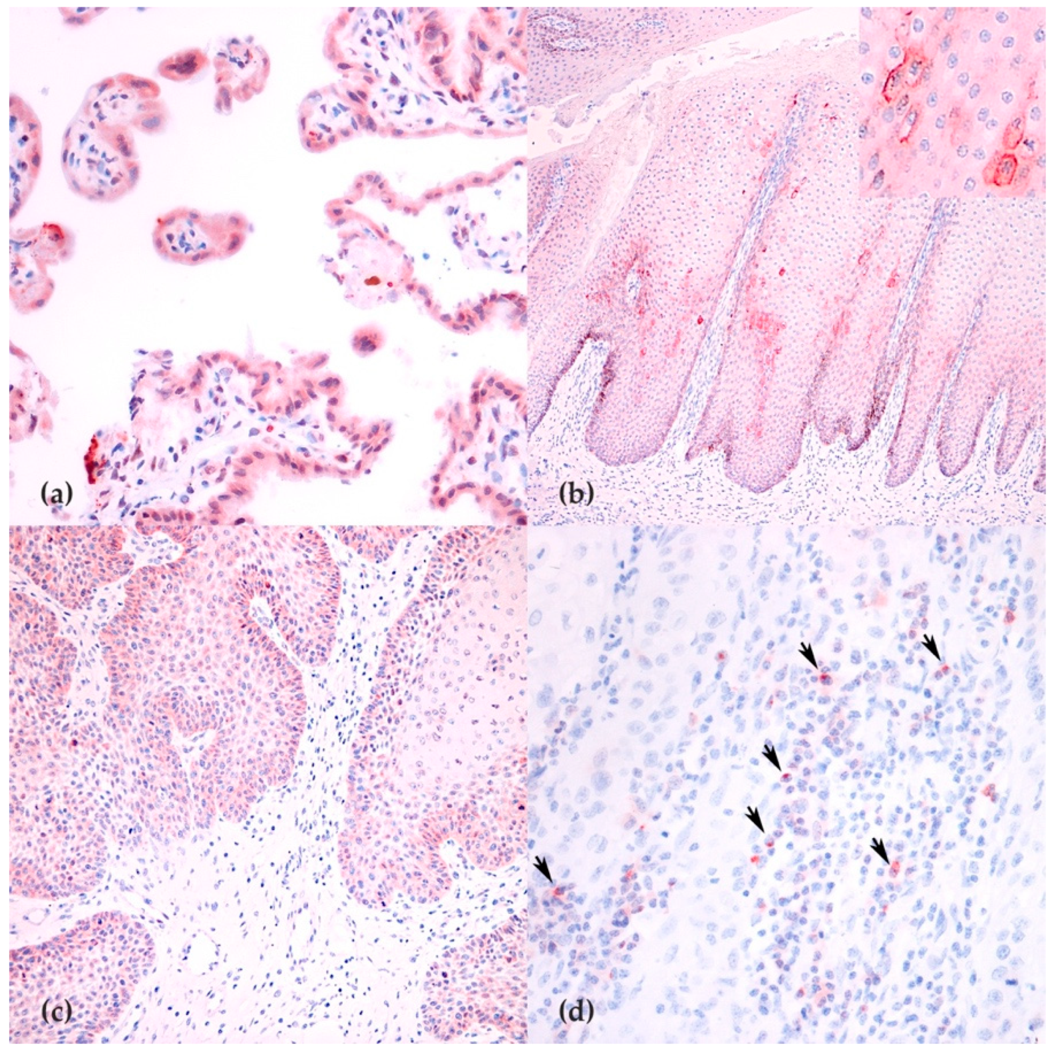 Animals 11 02121 g002 550