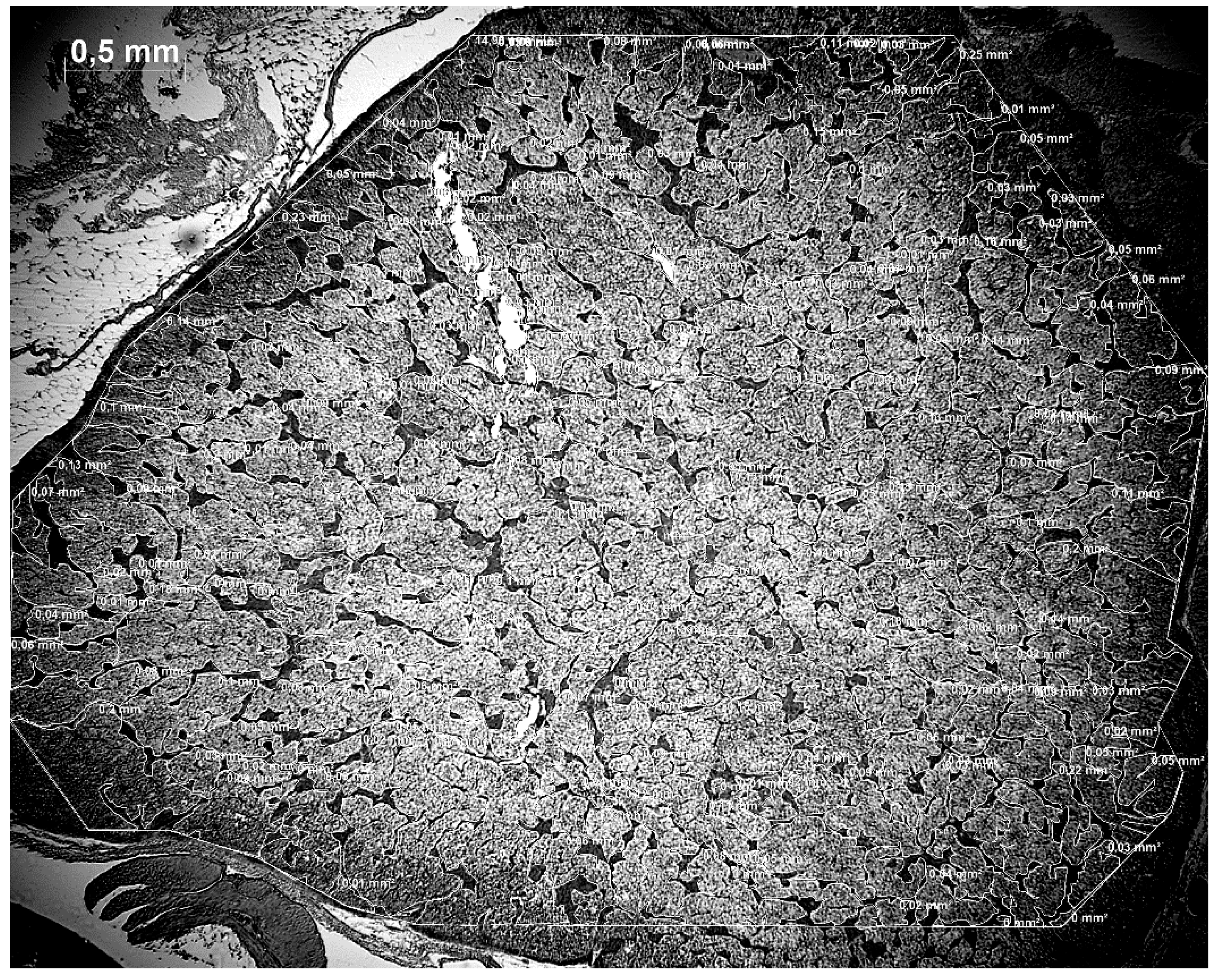 Animals 11 02124 g002 550