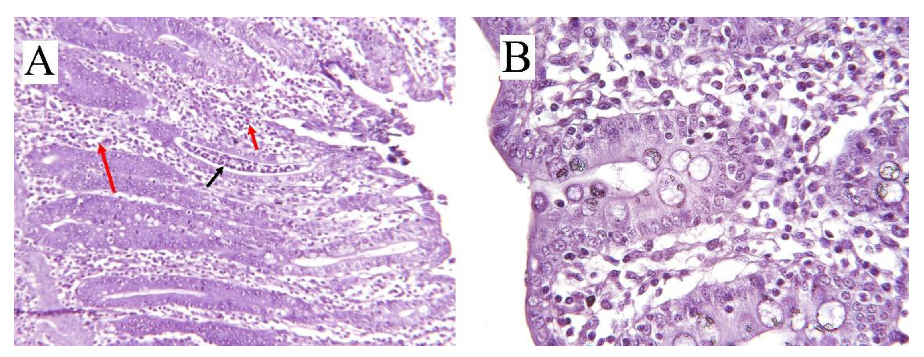 Animals 11 02151 g002 Animals 11 02151 g002