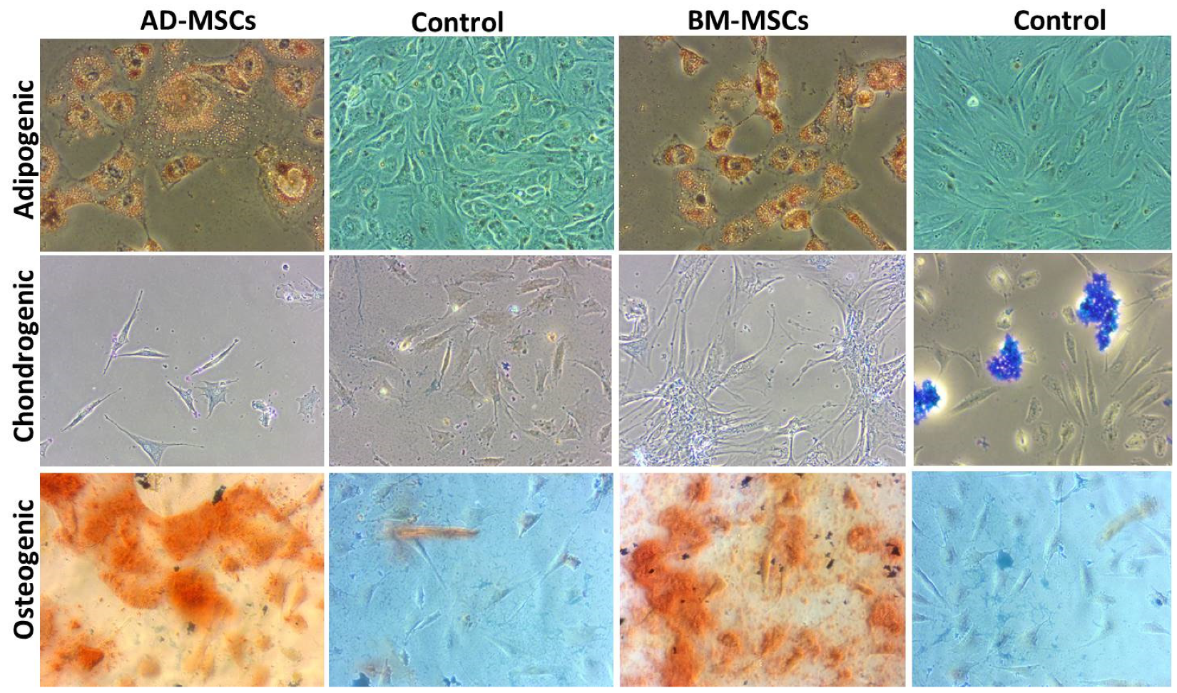 Animals 11 02153 g005