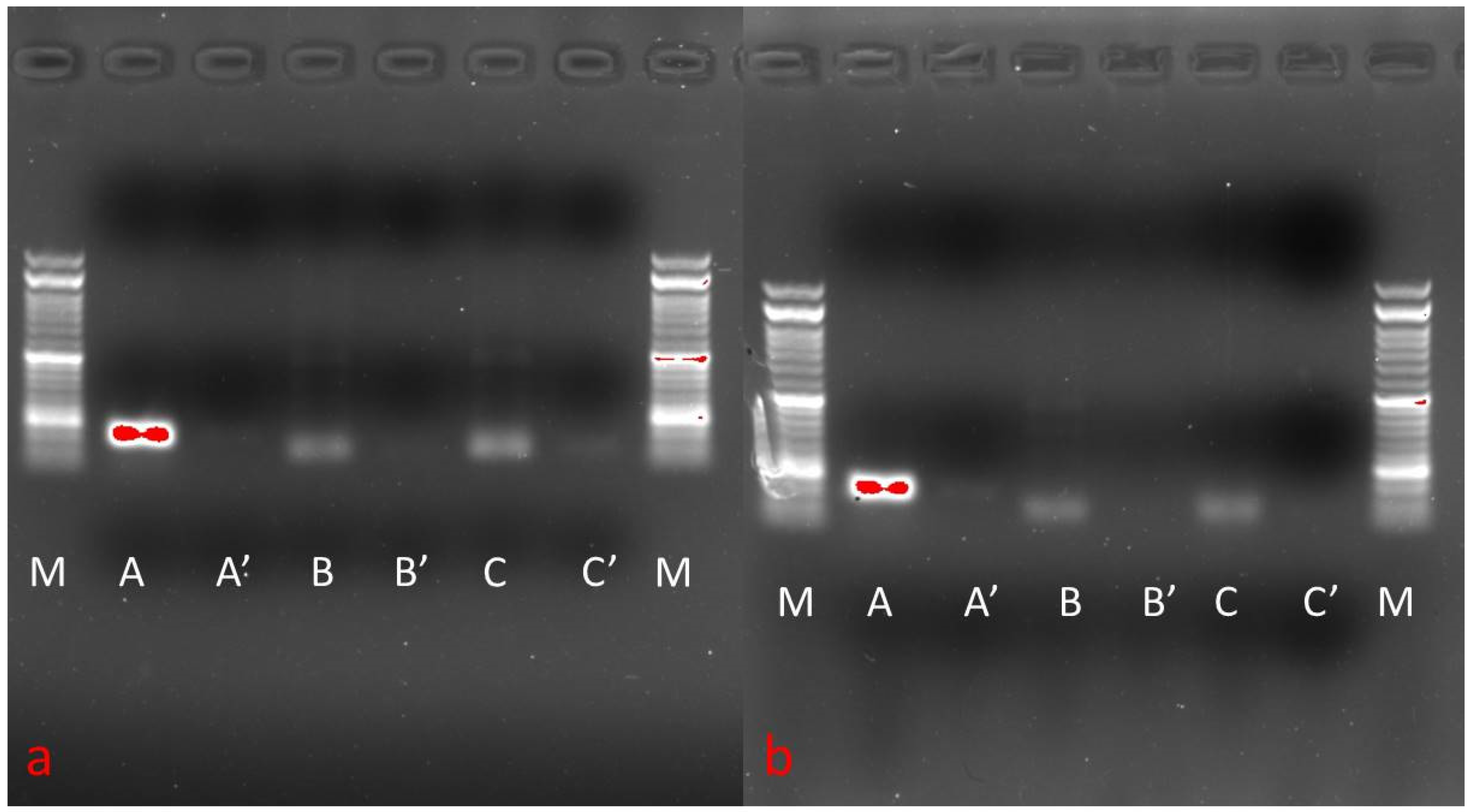 Animals 11 02153 g006