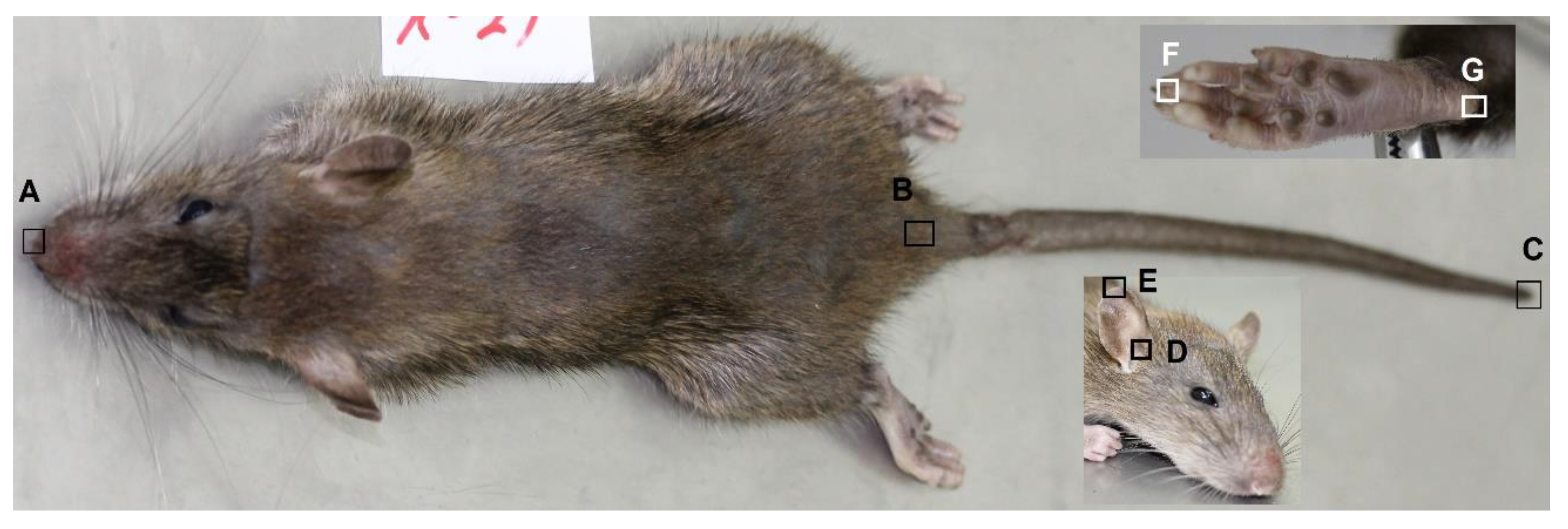 Animals 11 02162 g002 550