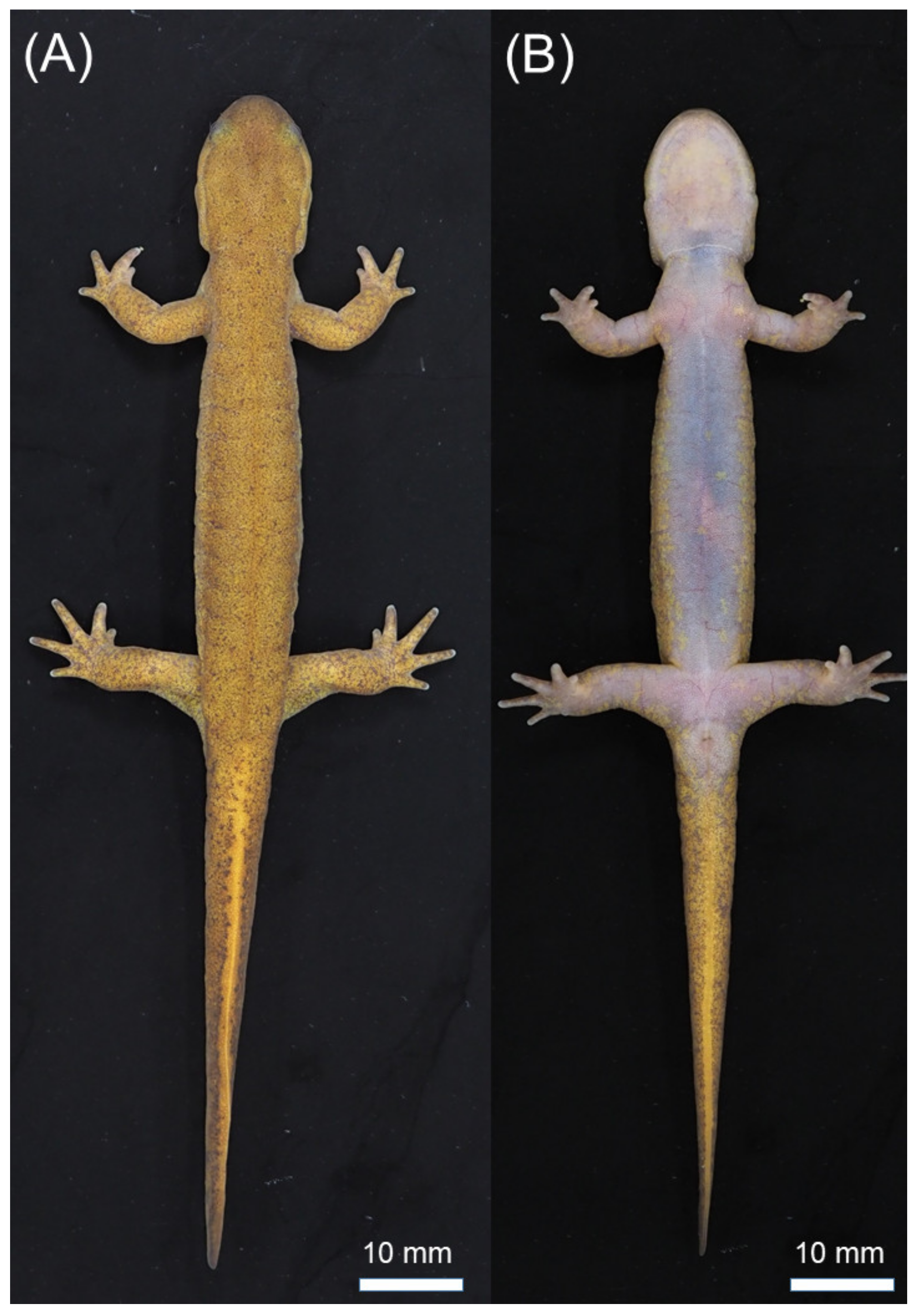 Animals 11 02187 g004