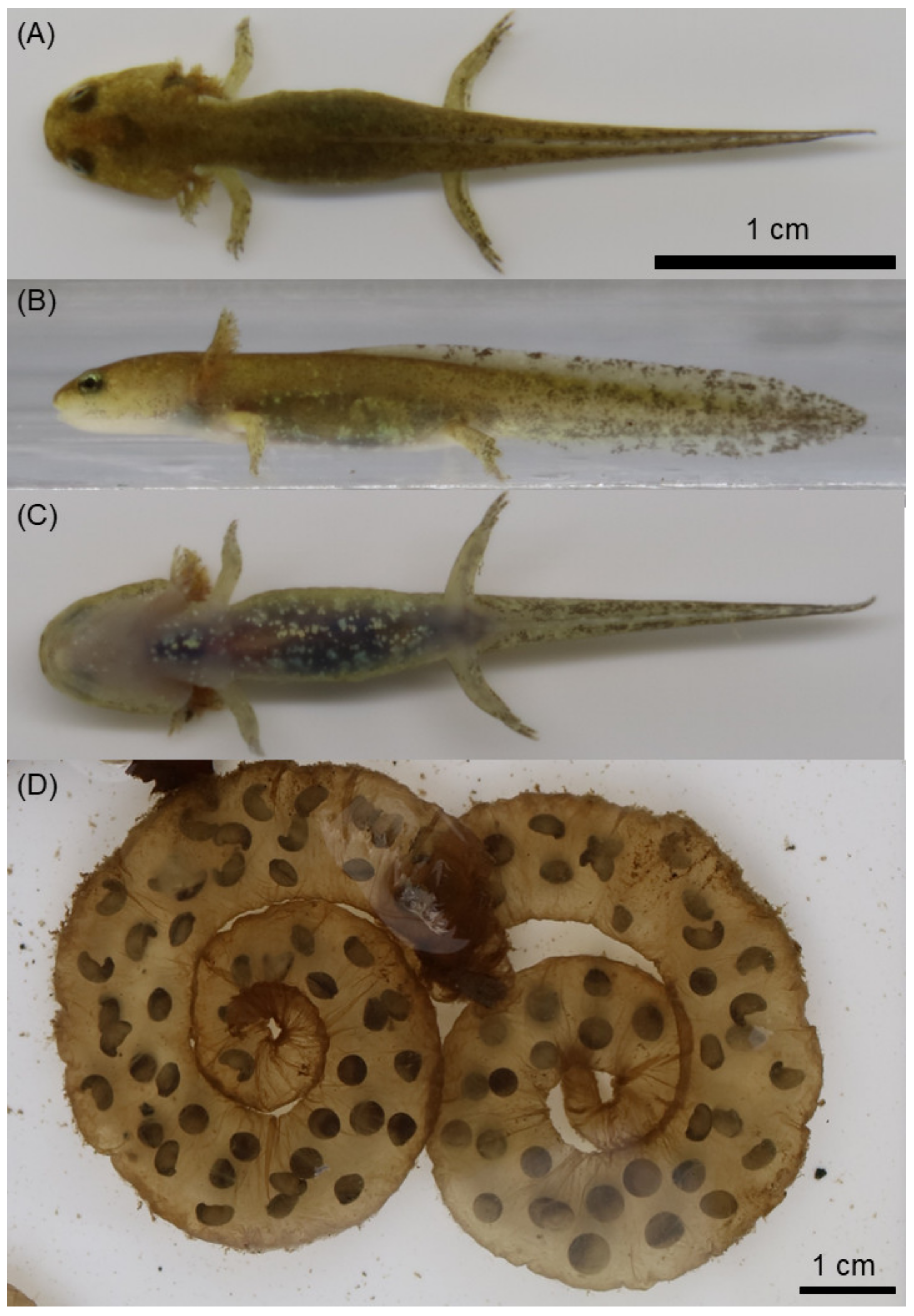 Animals 11 02187 g006