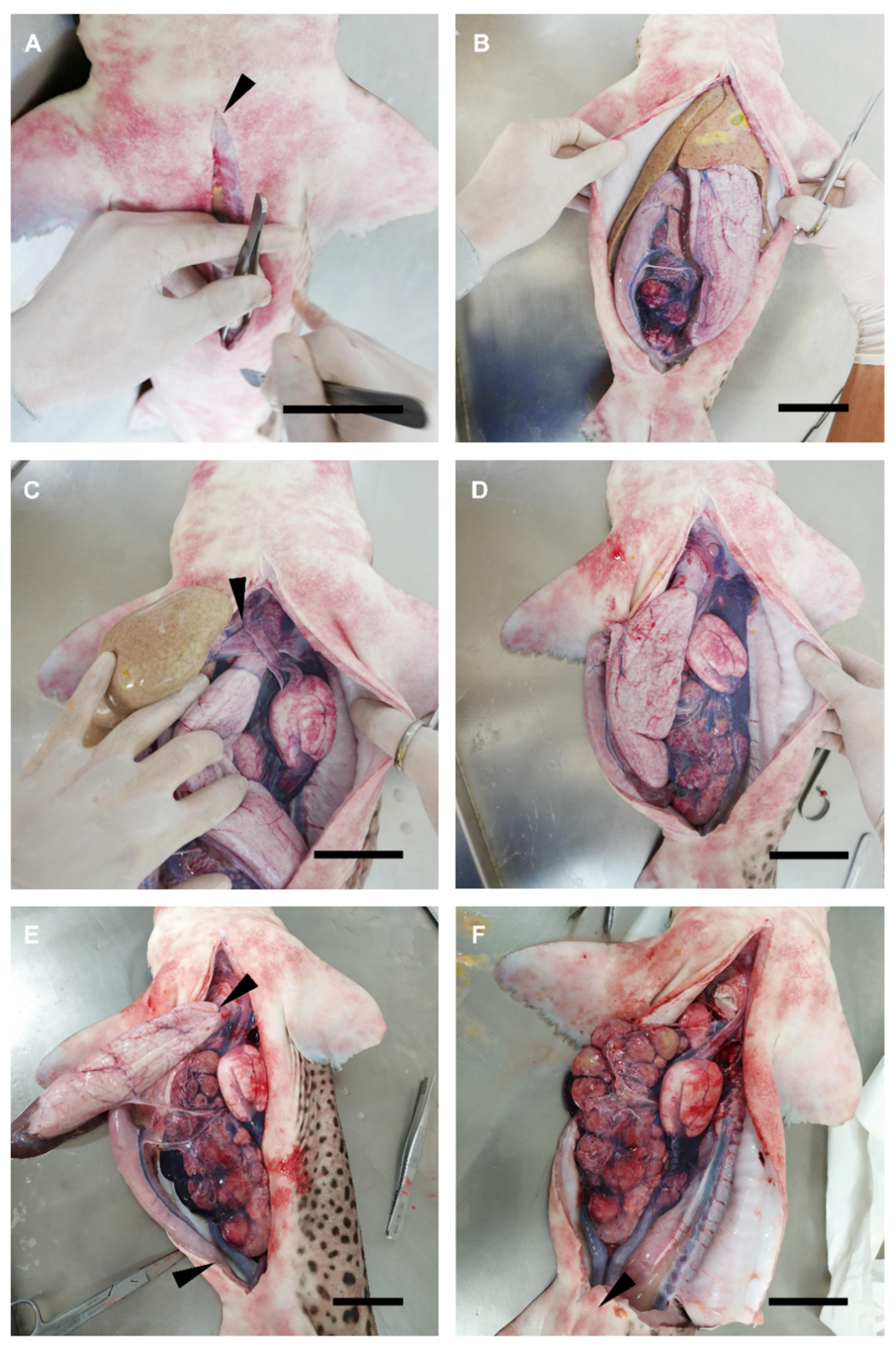 Animals 11 02191 g001