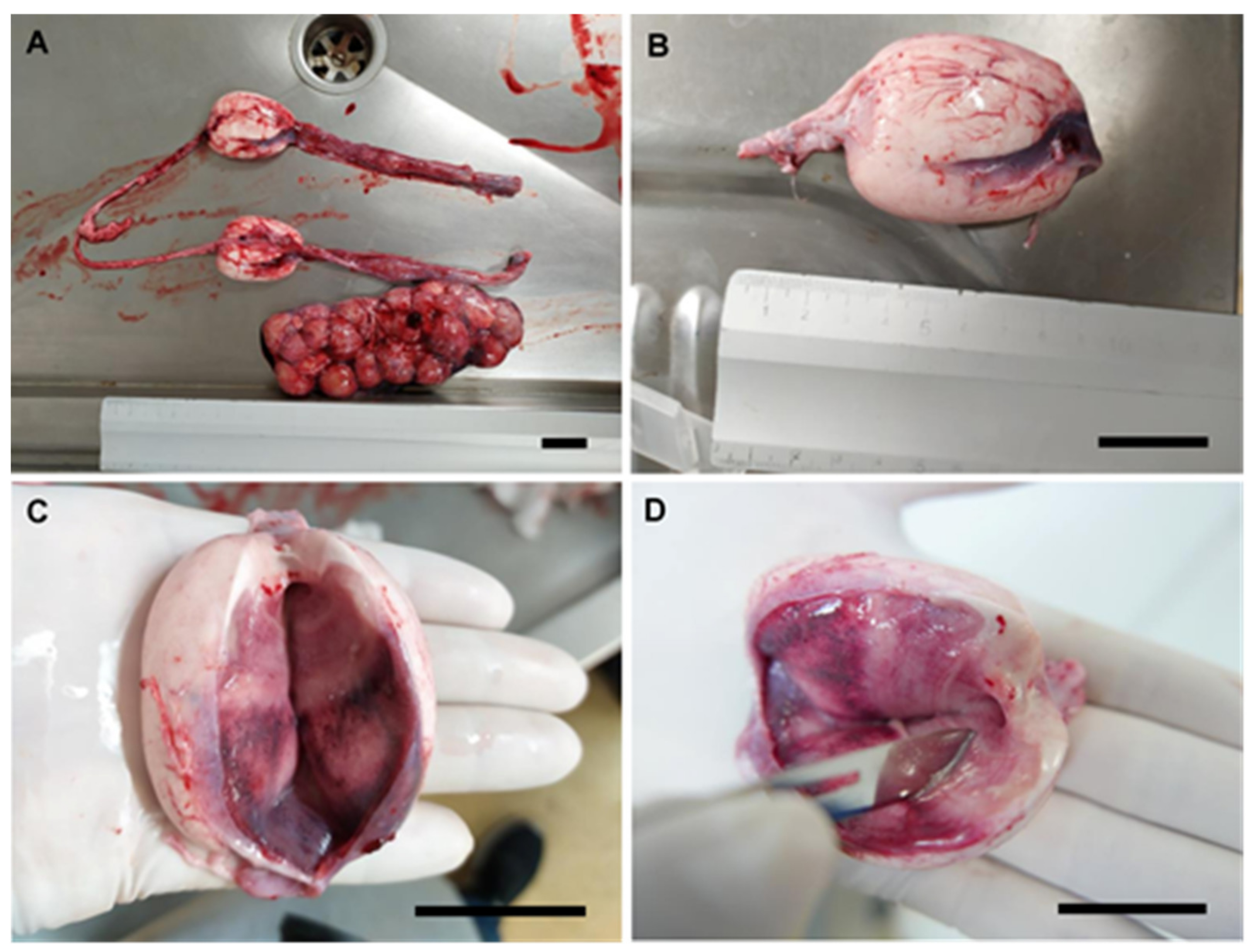 Animals 11 02191 g002