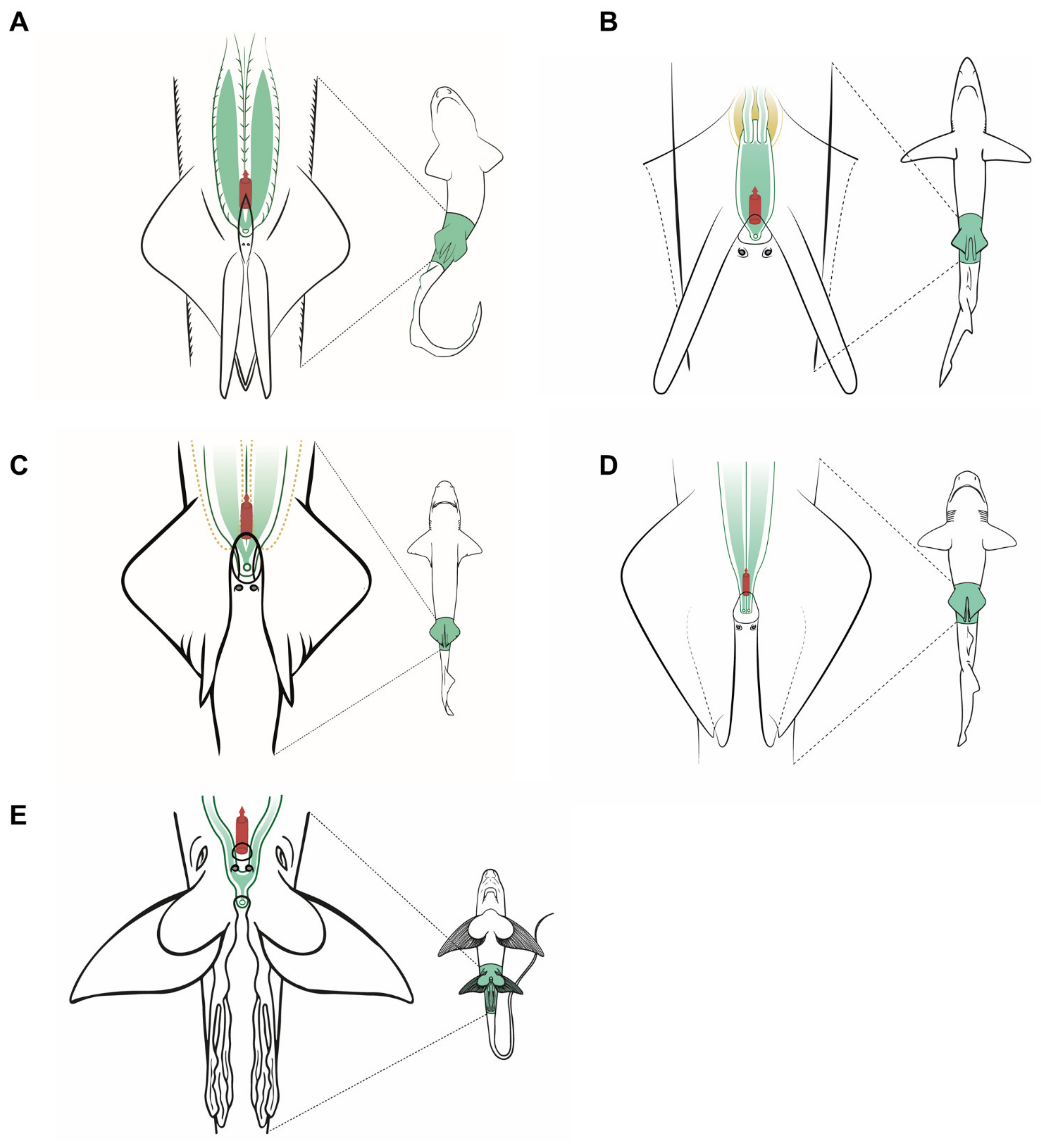 Animals 11 02191 g008