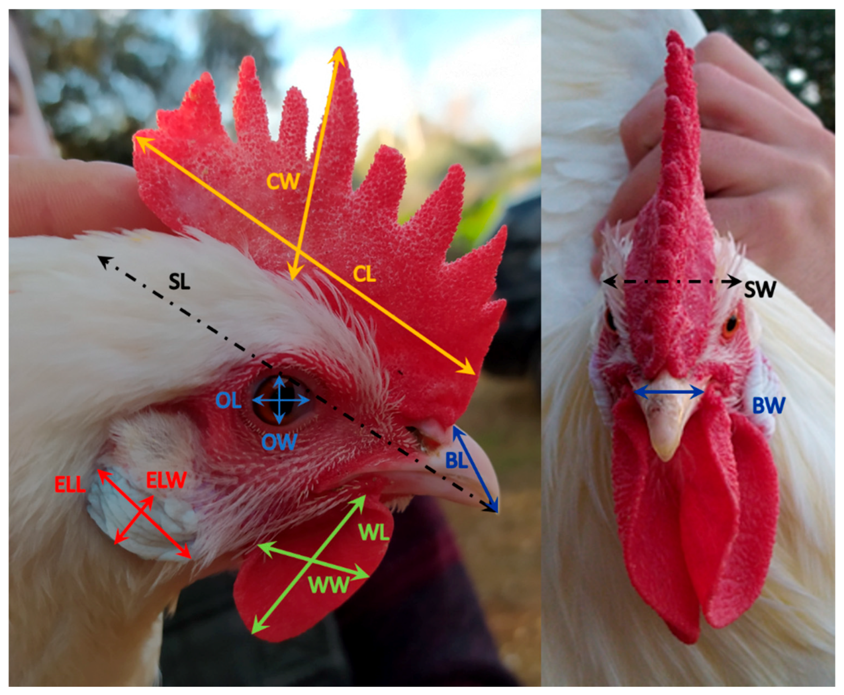 Animals 11 02211 g002