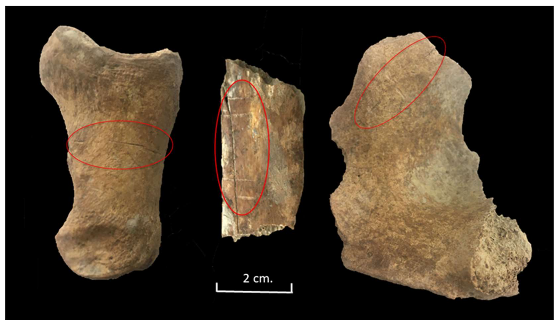 Animals 11 02214 g010 550