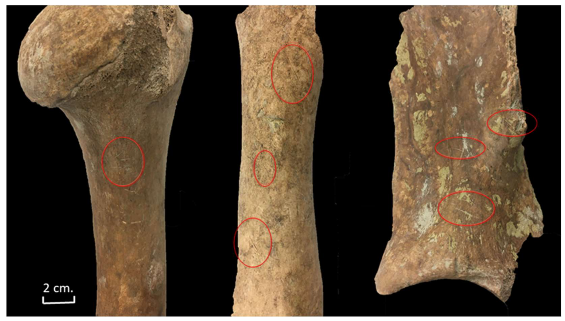 Animals 11 02214 g011 550