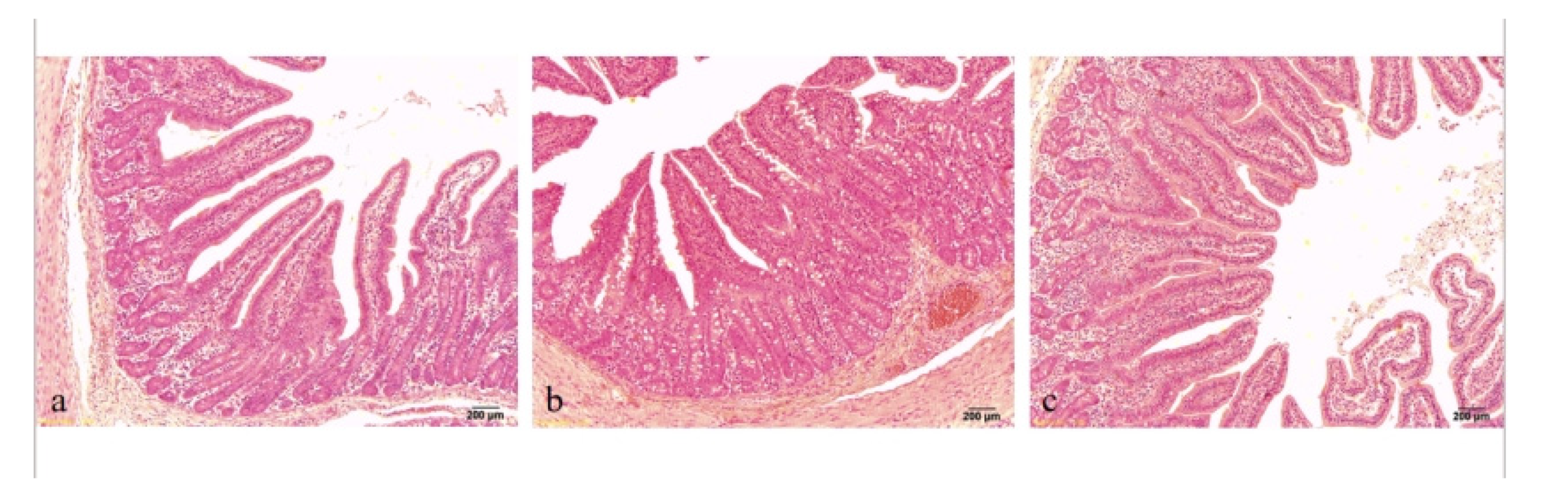 Animals 11 02217 g001