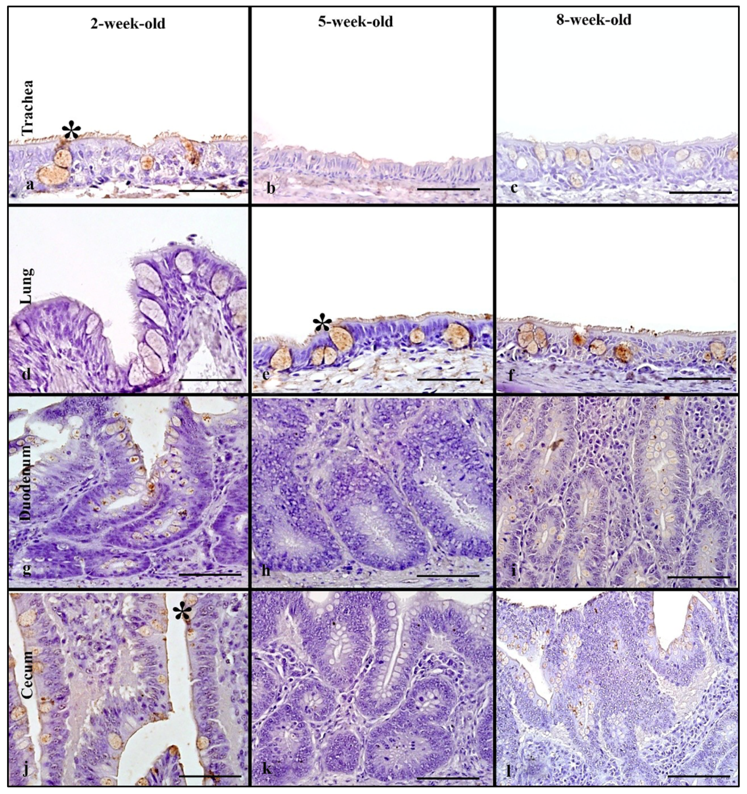 Animals 11 02223 g007