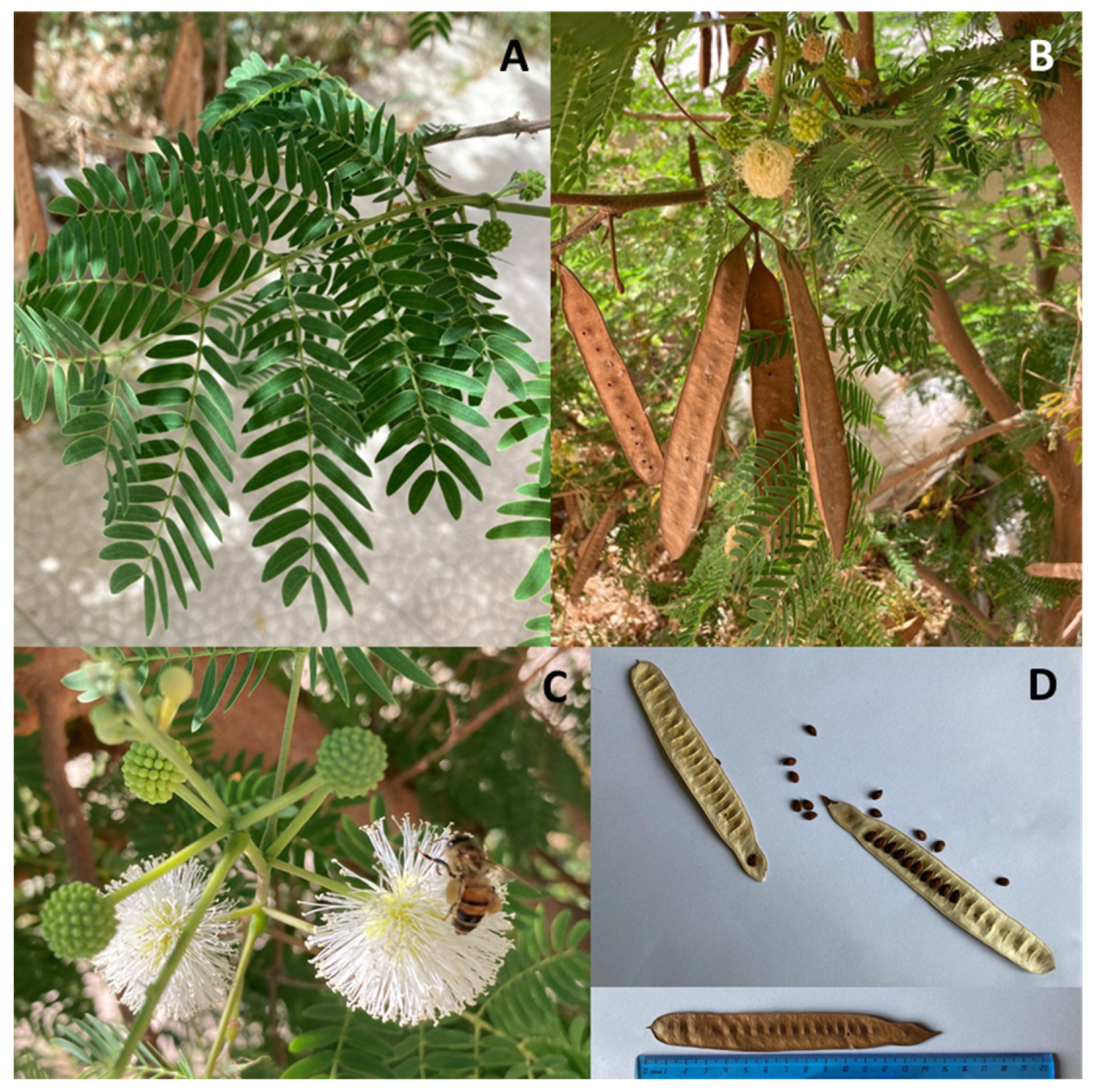 Animals Free Full Text A Multipurpose Leguminous Plant For The Mediterranean Countries Leucaena Leucocephala As An Alternative Protein Source A Review Html