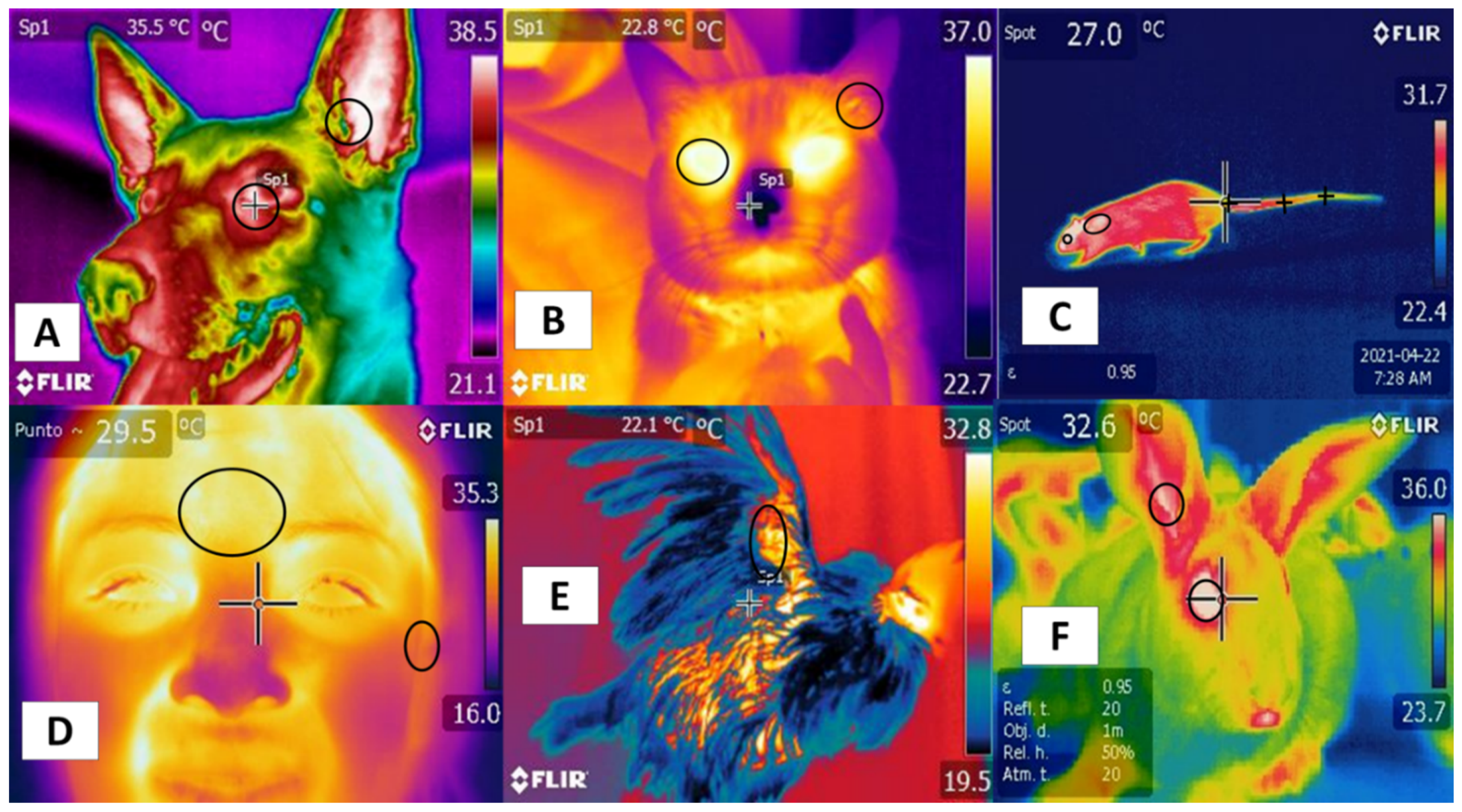 Animals 11 02247 g002 550