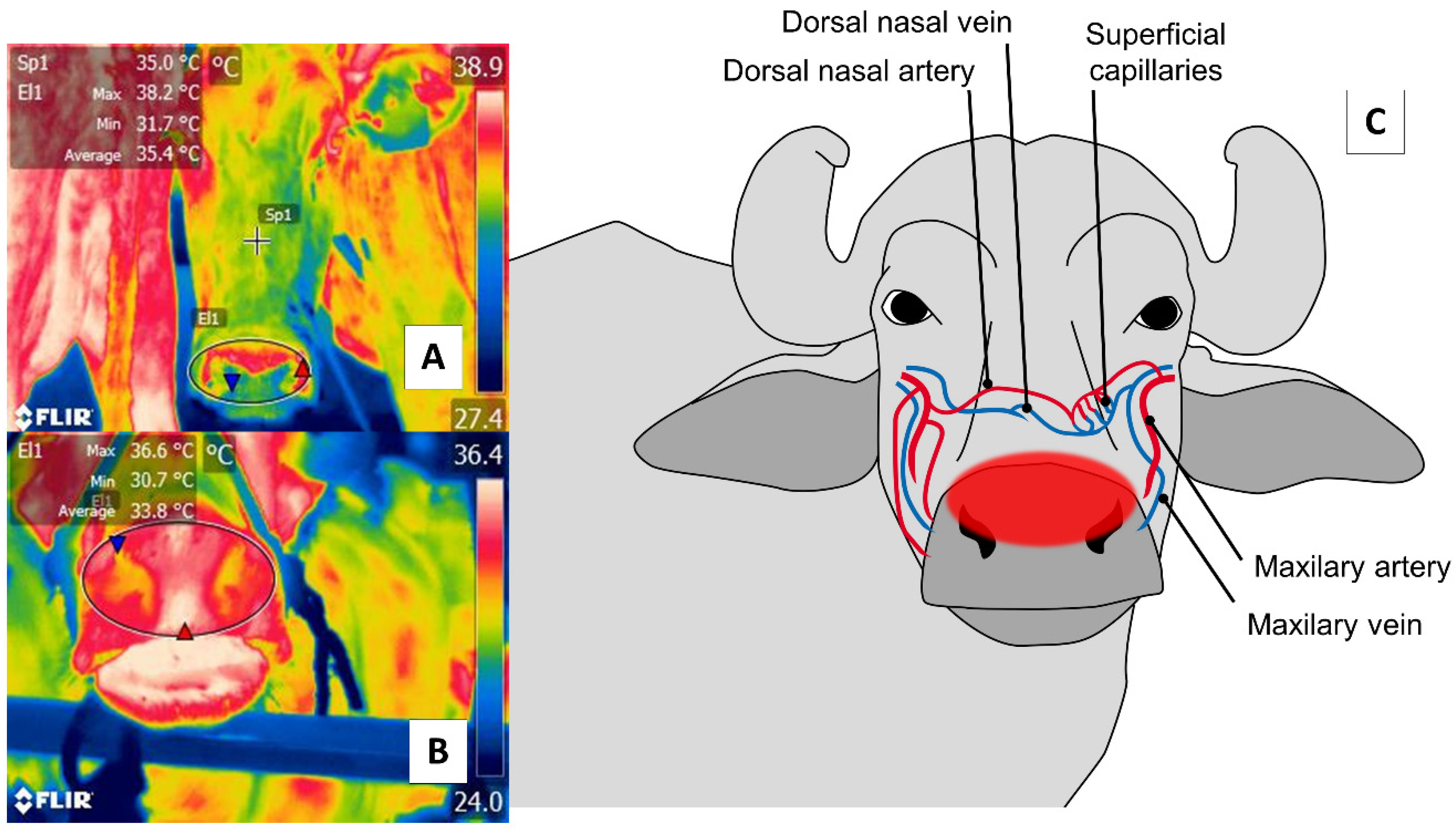 Animals 11 02247 g005 550