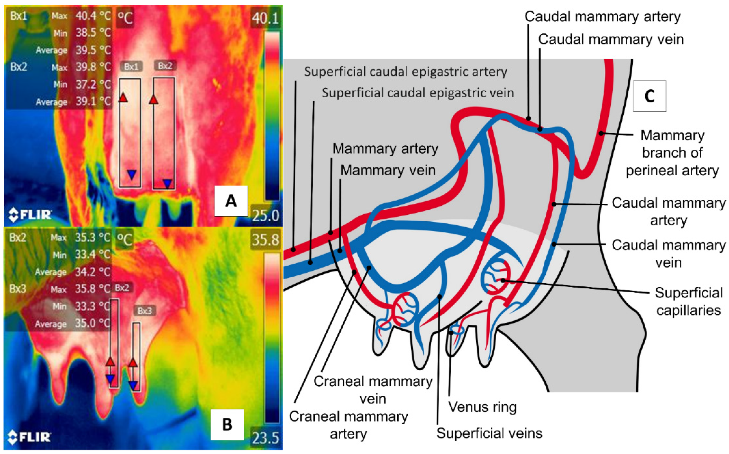 Animals 11 02247 g006 550