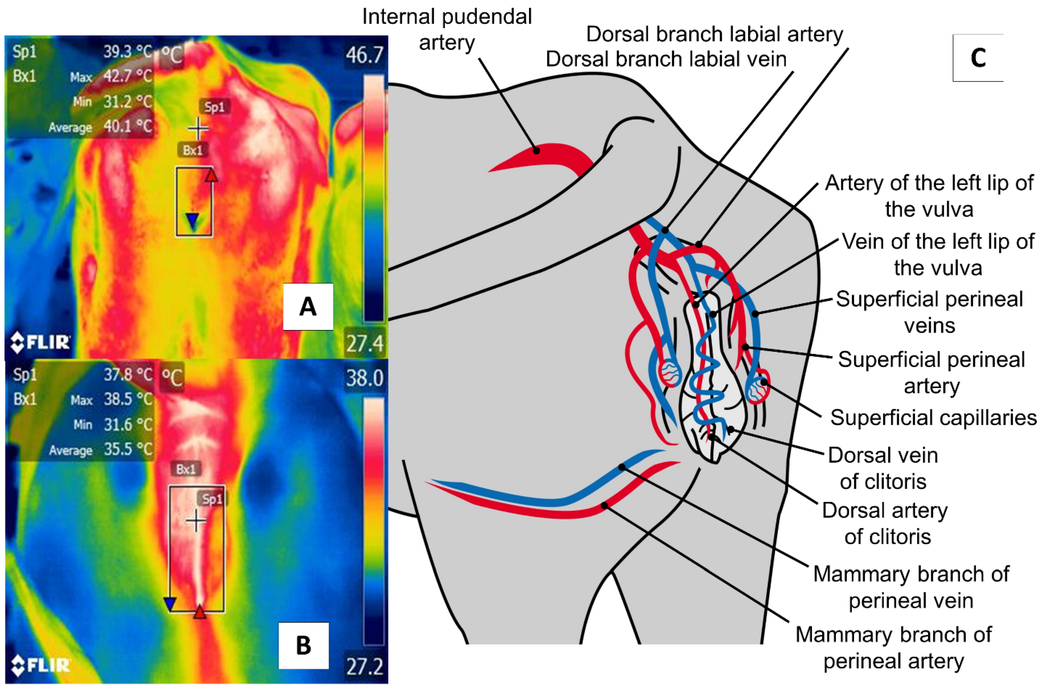 Animals 11 02247 g007 550