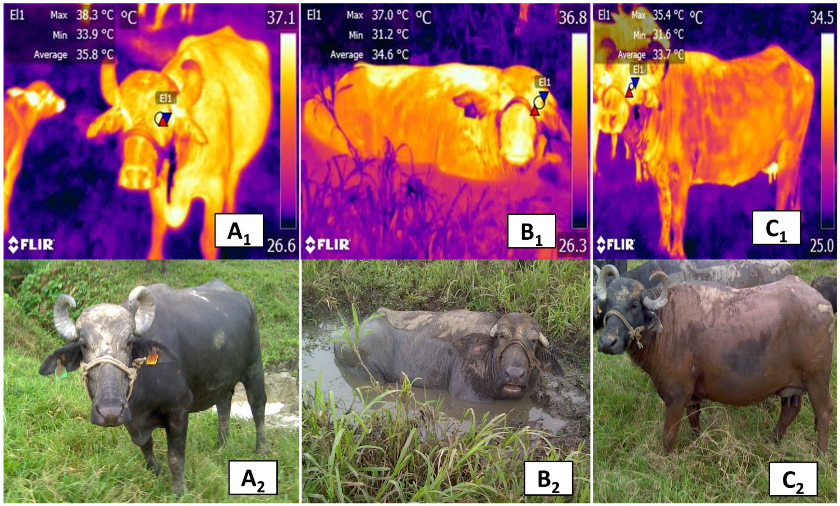 Animals 11 02247 g010 550