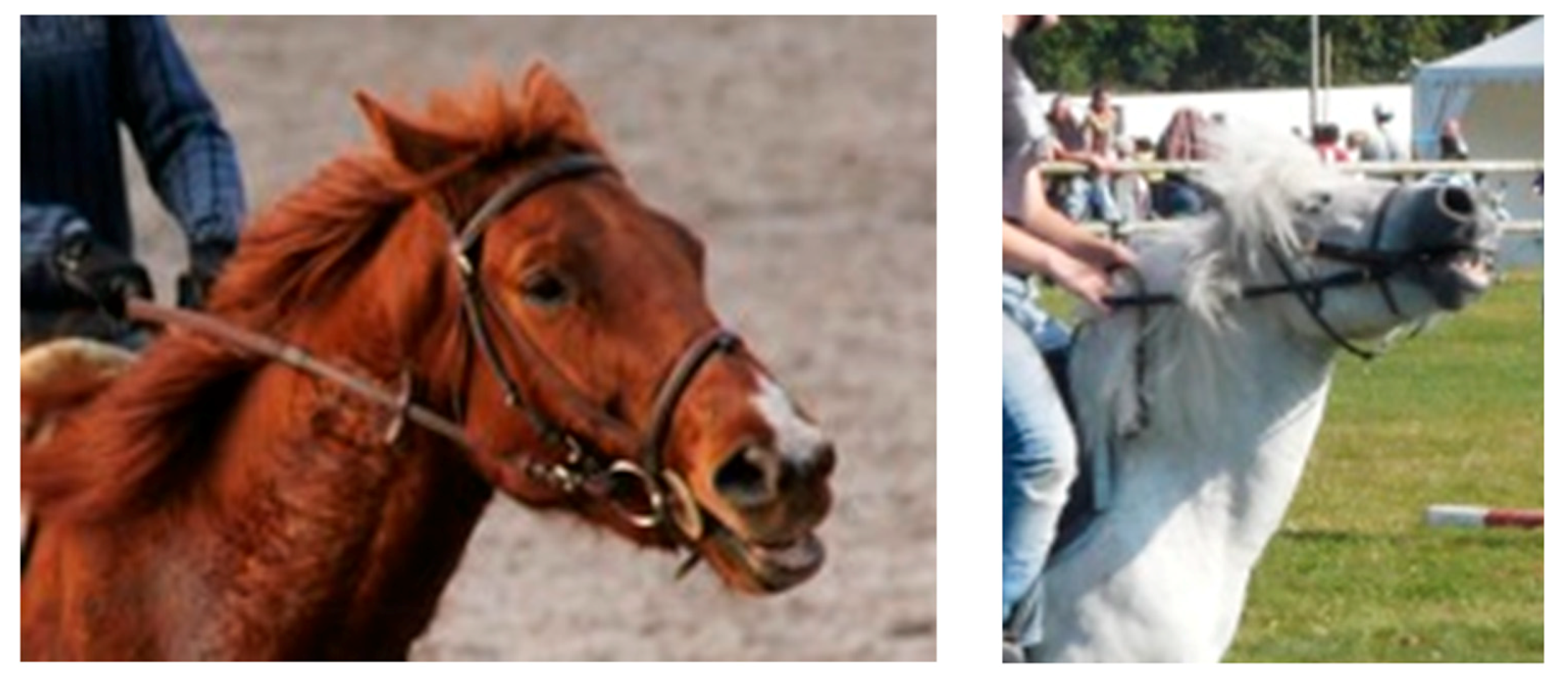 Animals 11 02249 g003 Animals 11 02249 g003