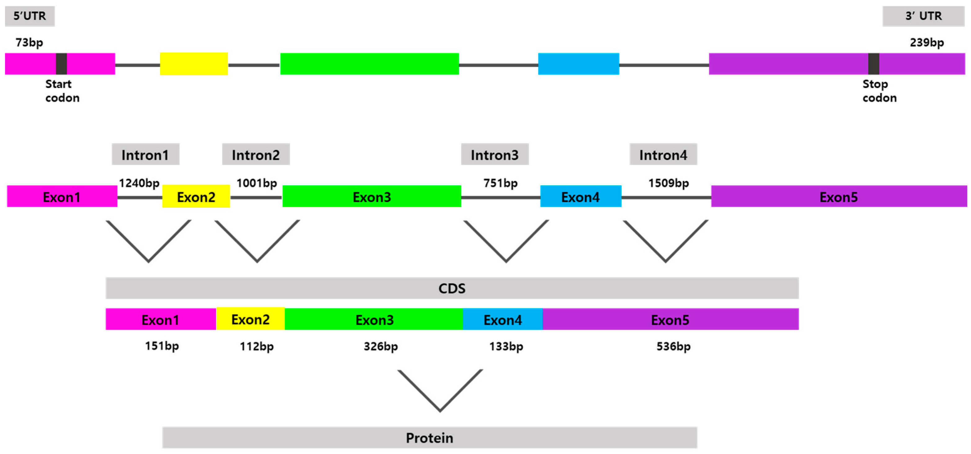 Animals 11 02256 g002