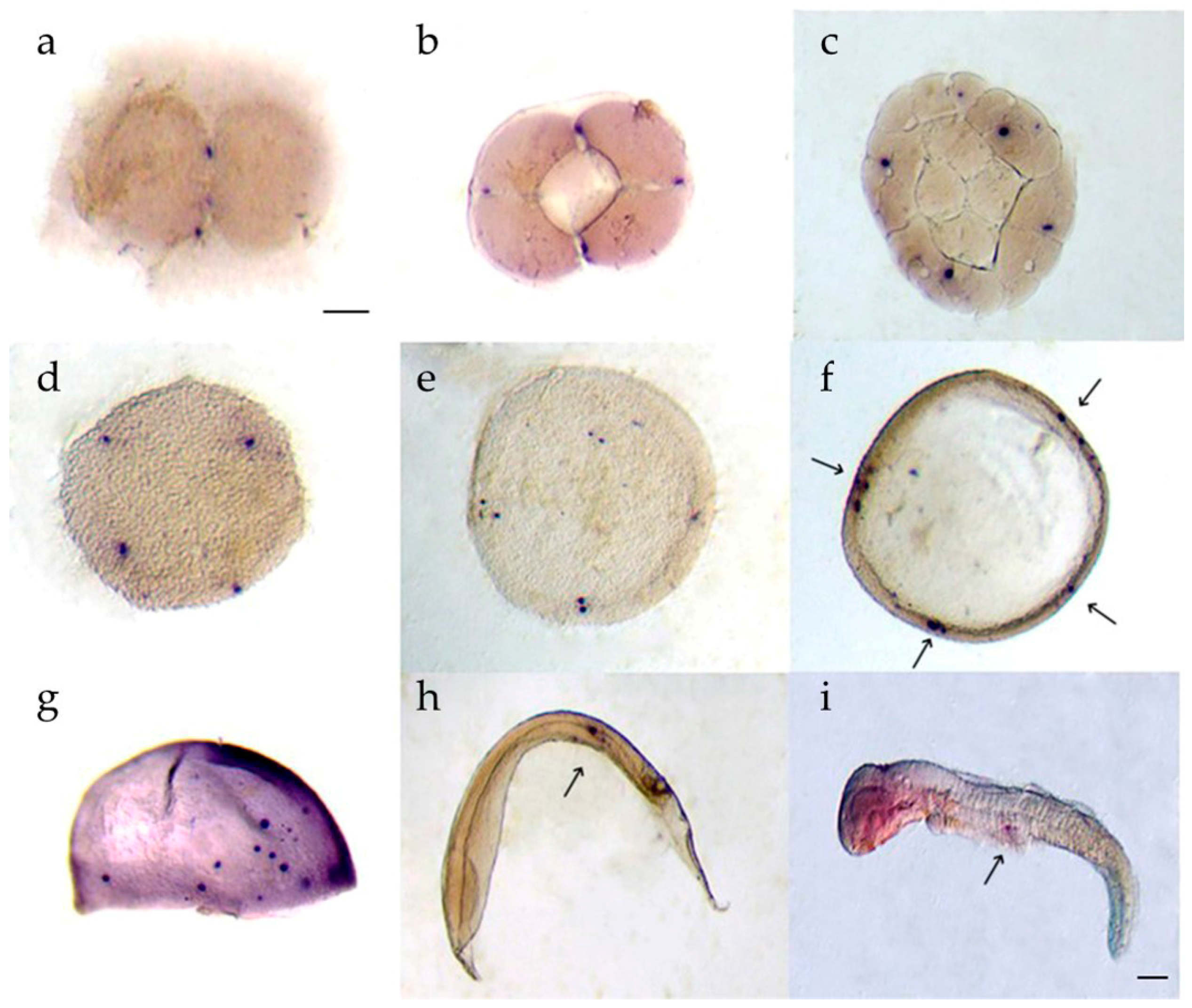 Animals 11 02256 g006