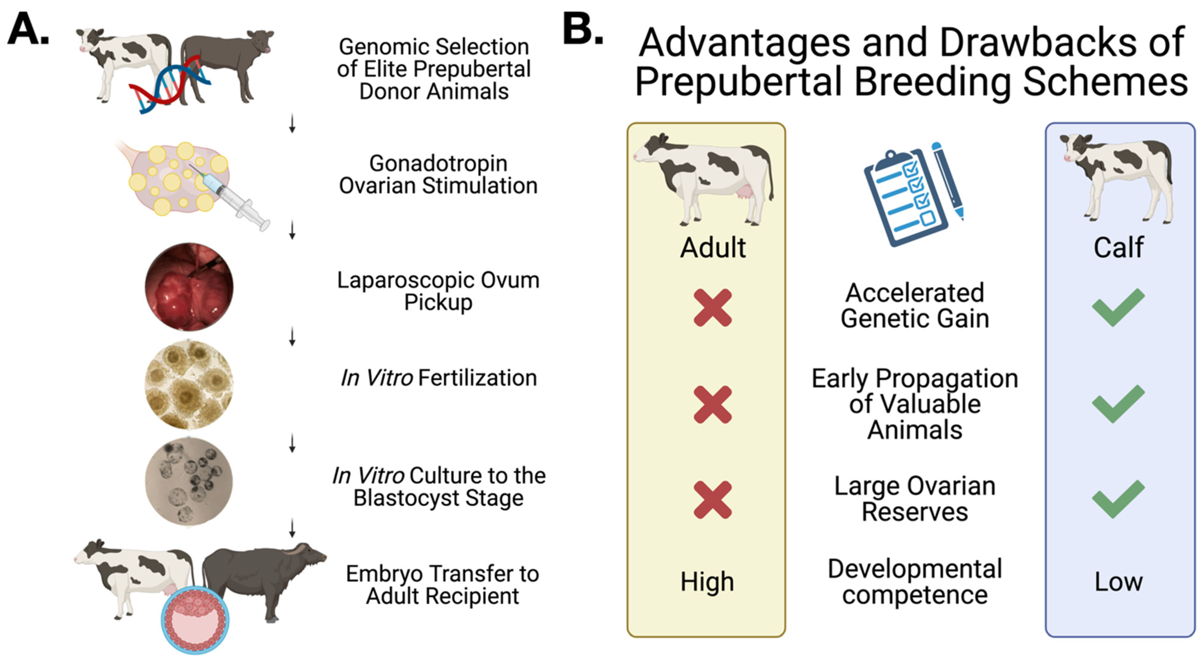 Animals | Free Full-Text | In Vitro Production of Embryos from Prepubertal Holstein Cattle and Mediterranean Water Buffalo: Problems, Progress and Potential Animals | Free Full-Text | In Vitro Production of Embryos from Prepubertal Holstein Cattle and Mediterranean Water Buffalo: Problems, Progress and Potential