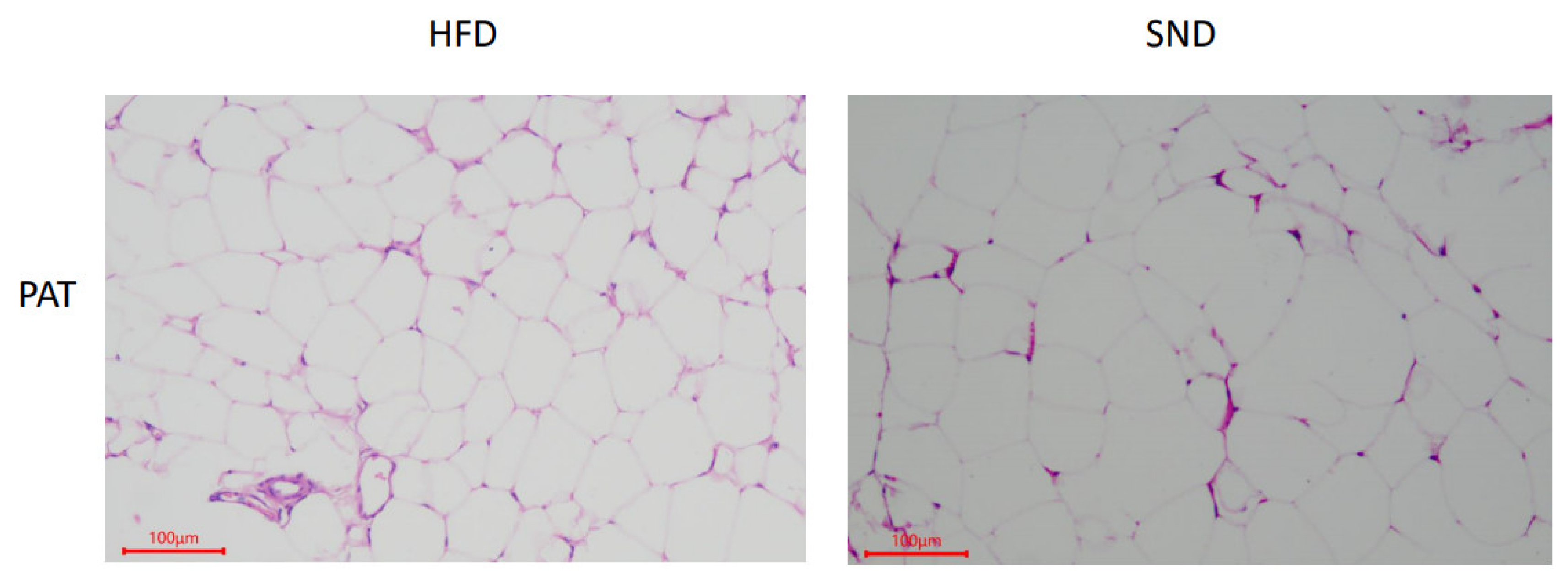 Animals 11 02289 g001 550