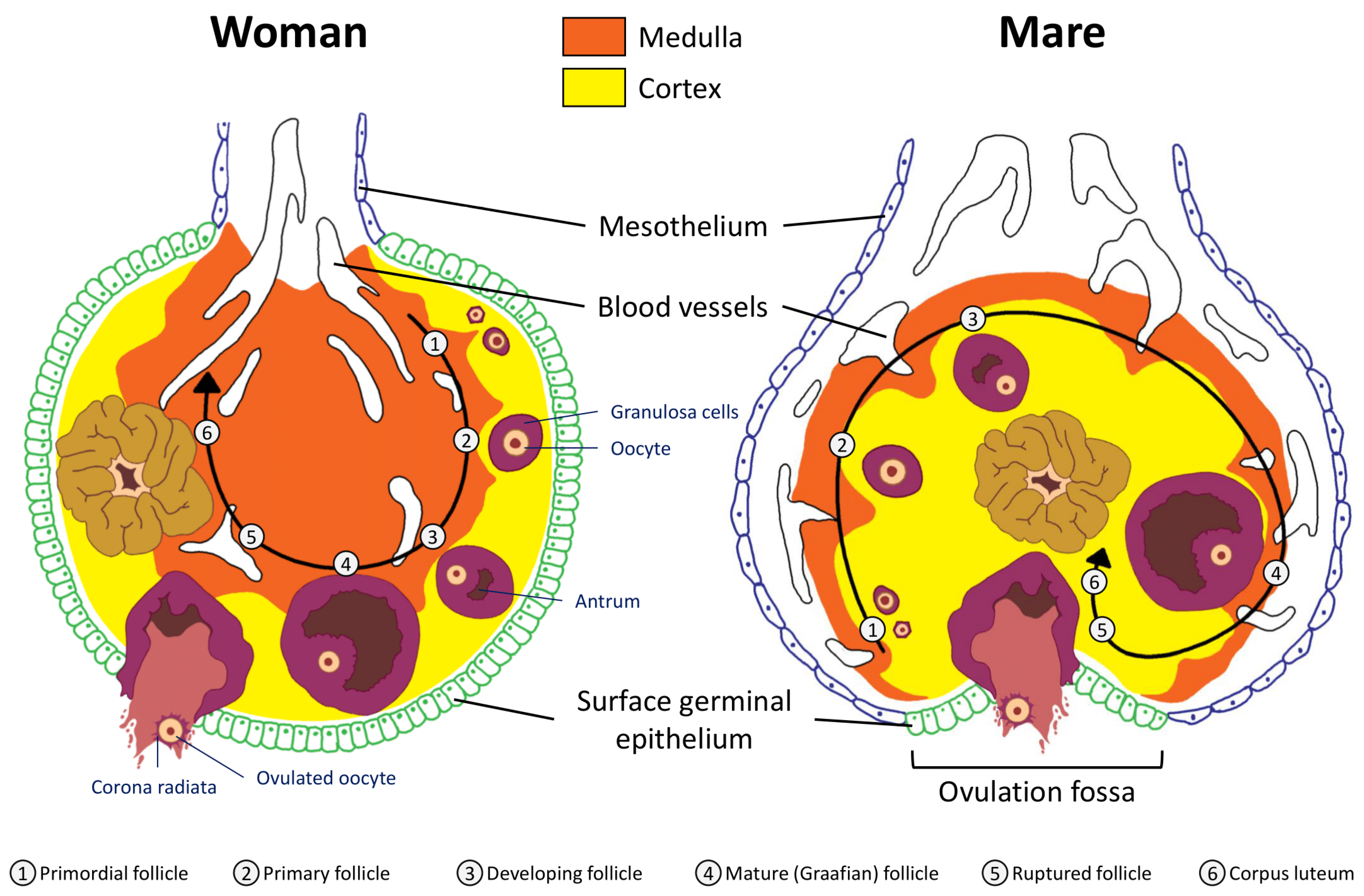Animals | Free Full-Text | The Mare: A Pertinent Model for Human Assisted  Reproductive Technologies?