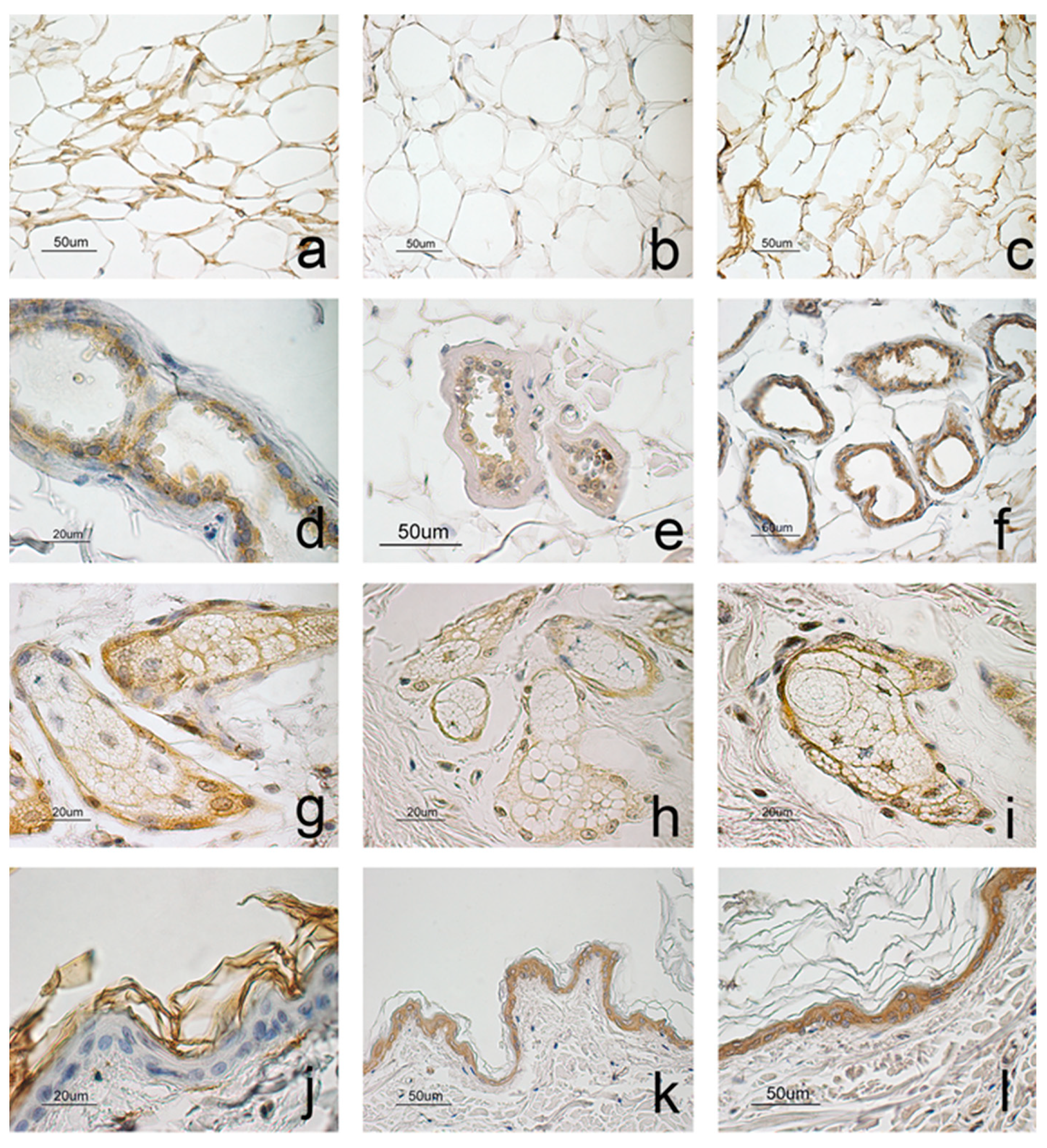 Animals 11 02308 g002 Animals 11 02308 g002