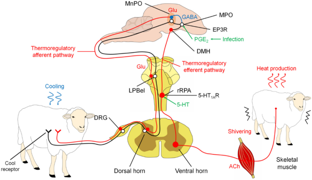 Animals Free Full Text Pathophysiology Of Fever And Application Of Infrared Thermography Irt In The Detection Of Sick Domestic Animals Recent Advances Html