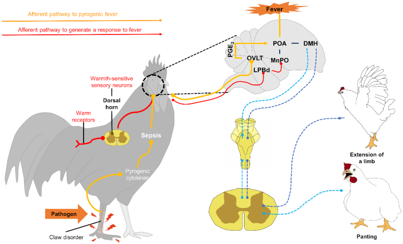 Animals | Free Full-Text | Pathophysiology of Fever and Application of Infrared Thermography (IRT) in the Detection of Sick Domestic Animals: Recent Advances Animals | Free Full-Text | Pathophysiology of Fever and Application of Infrared Thermography (IRT) in the Detection of Sick Domestic Animals: Recent Advances