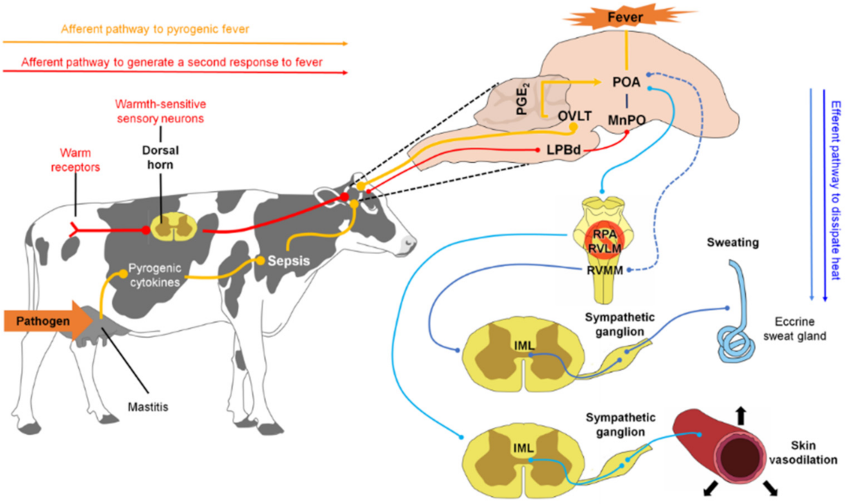 Animals | Free Full-Text | Pathophysiology of Fever and Application of Infrared Thermography (IRT) in the Detection of Sick Domestic Animals: Recent Advances Animals | Free Full-Text | Pathophysiology of Fever and Application of Infrared Thermography (IRT) in the Detection of Sick Domestic Animals: Recent Advances