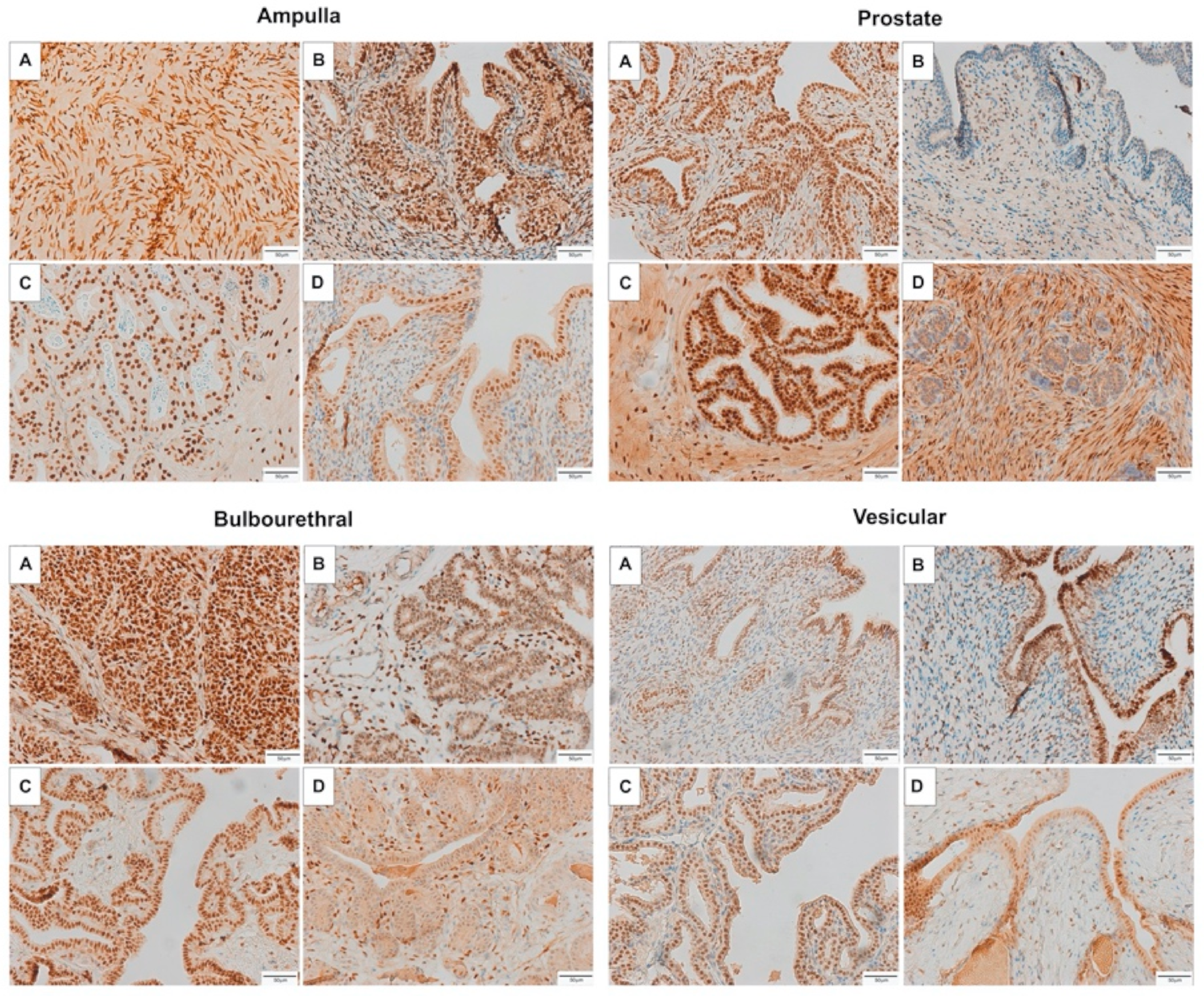 Animals 11 02322 g004 Animals 11 02322 g004