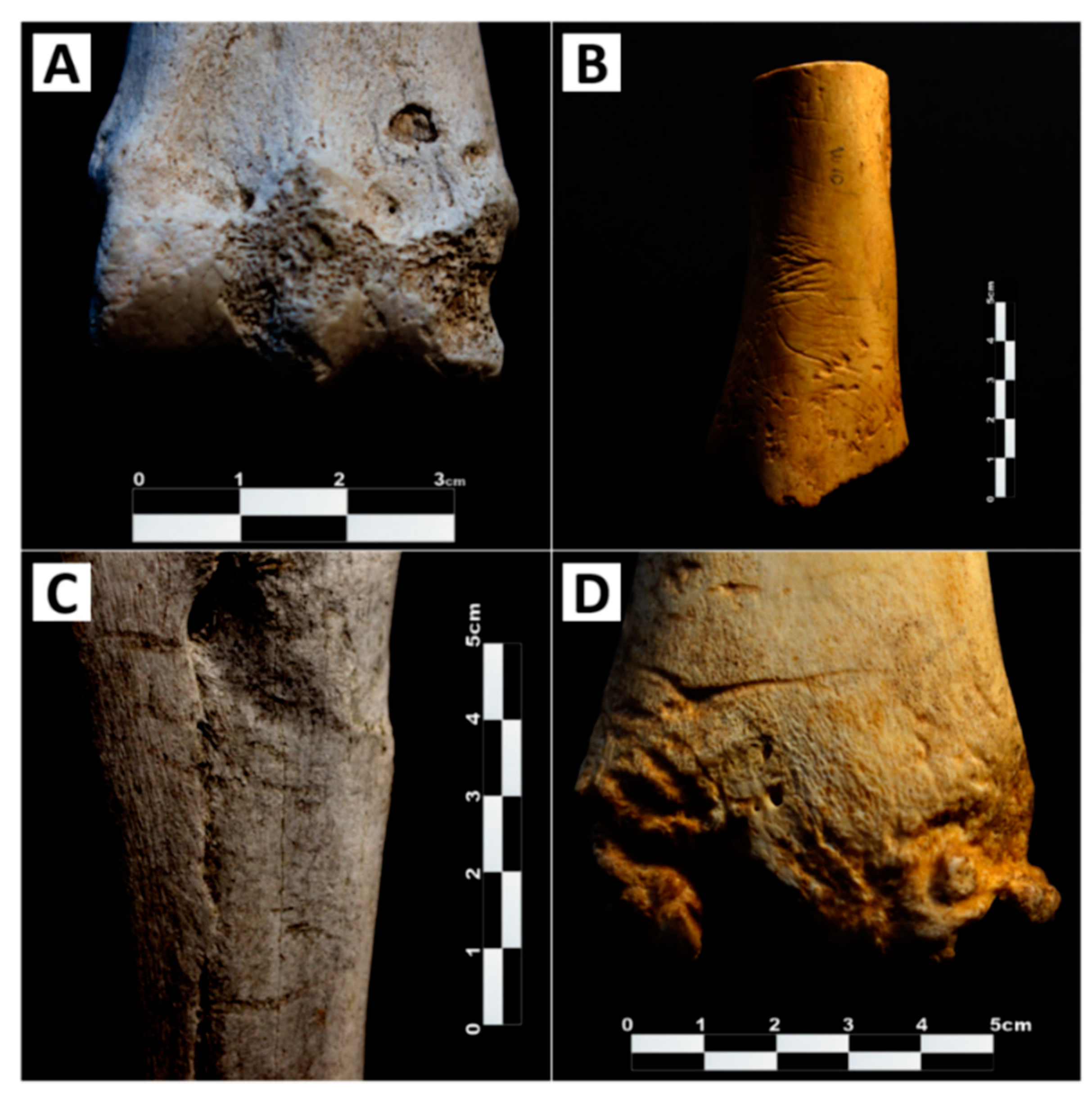 Animals 11 02323 g001